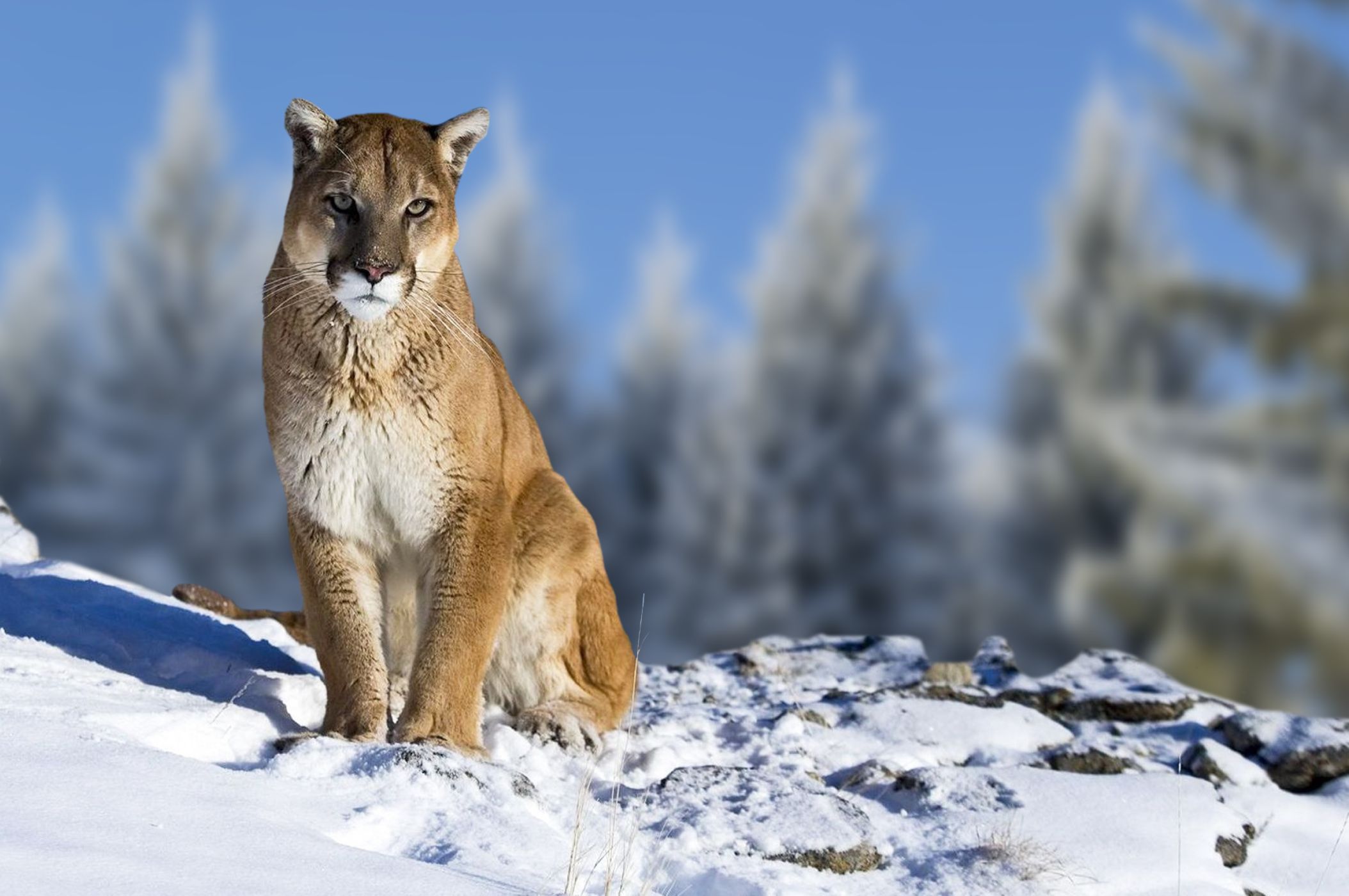 pumas atlas pumas atlas