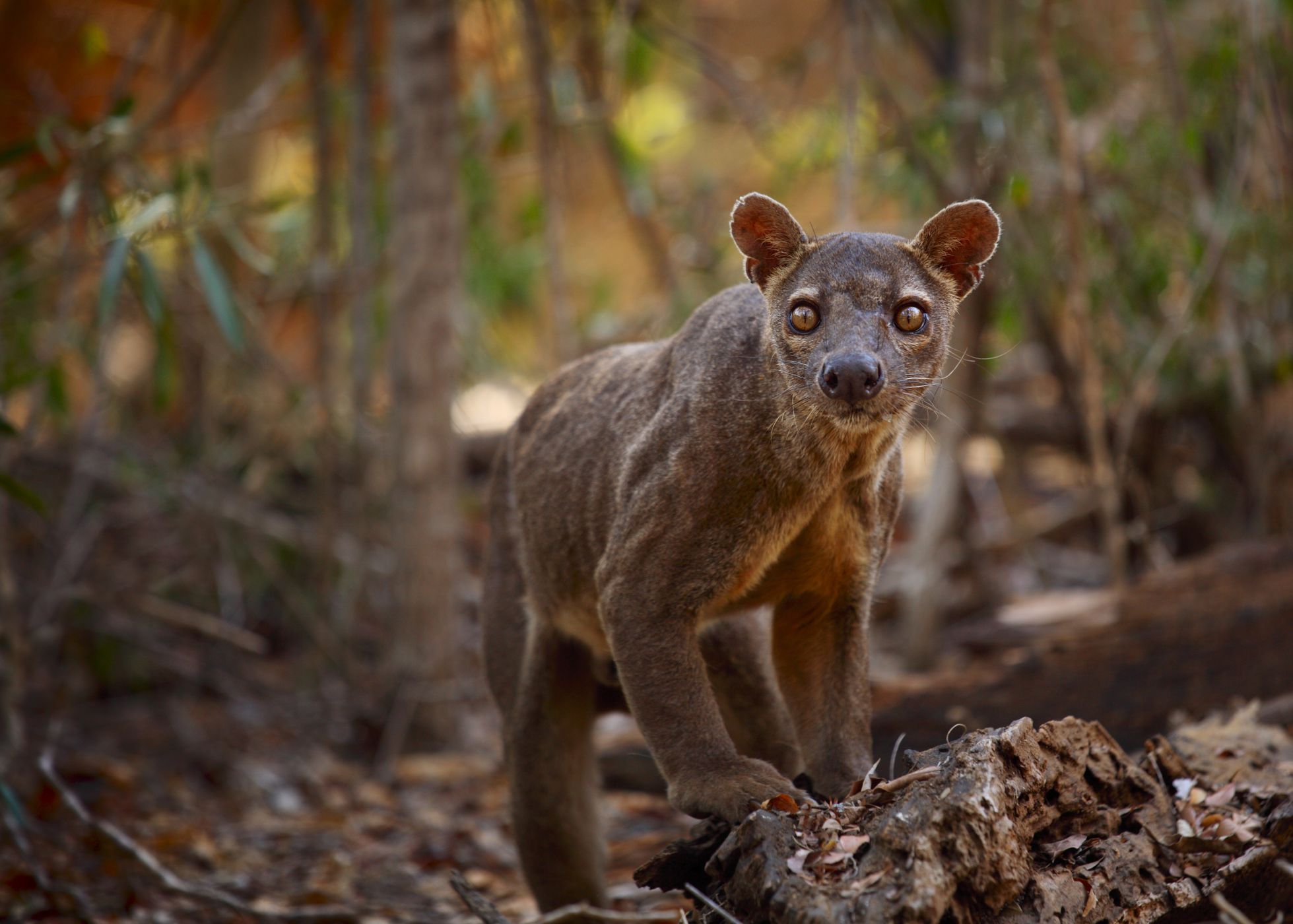 Fosa, predátor z Madagaskaru: Tajemný postrach lemurů | 100+1