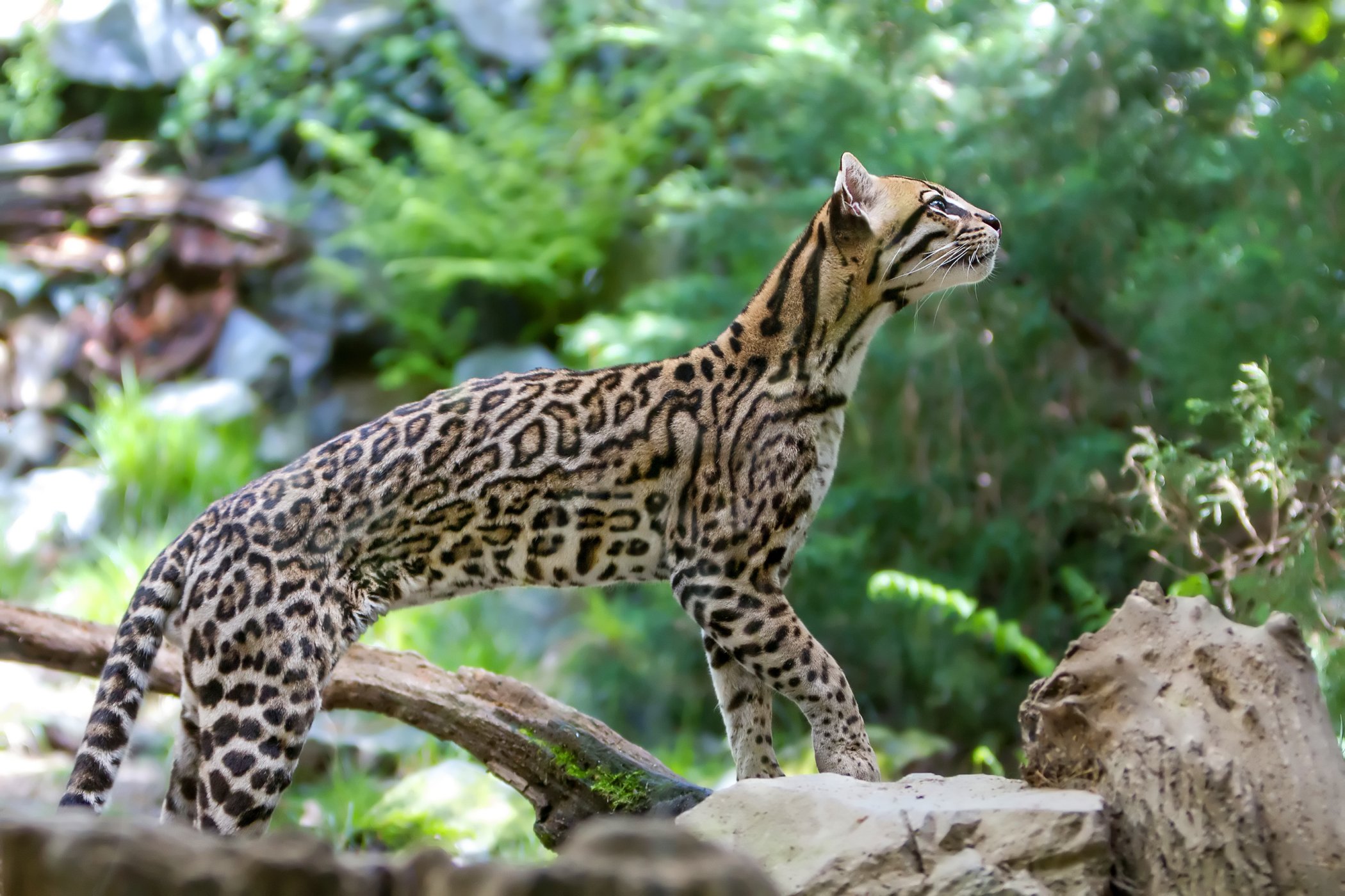 Ocelot velký: Menší bratr jaguára musí čelit nástrahám lidské