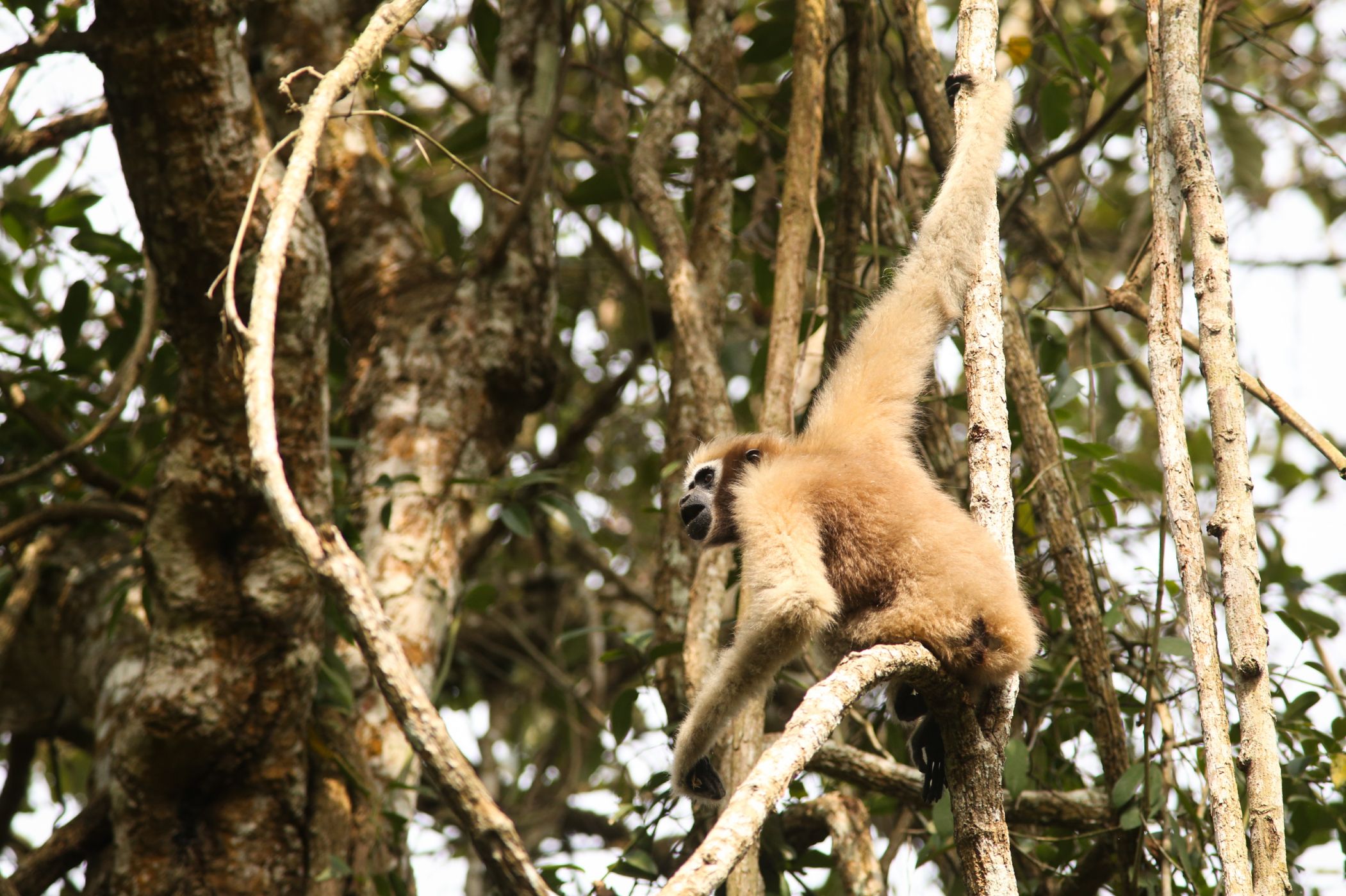 Gibbon Wildlife Sanctuary Výprava za posledními indickými gibony 100+1 zahraniční zajímavost