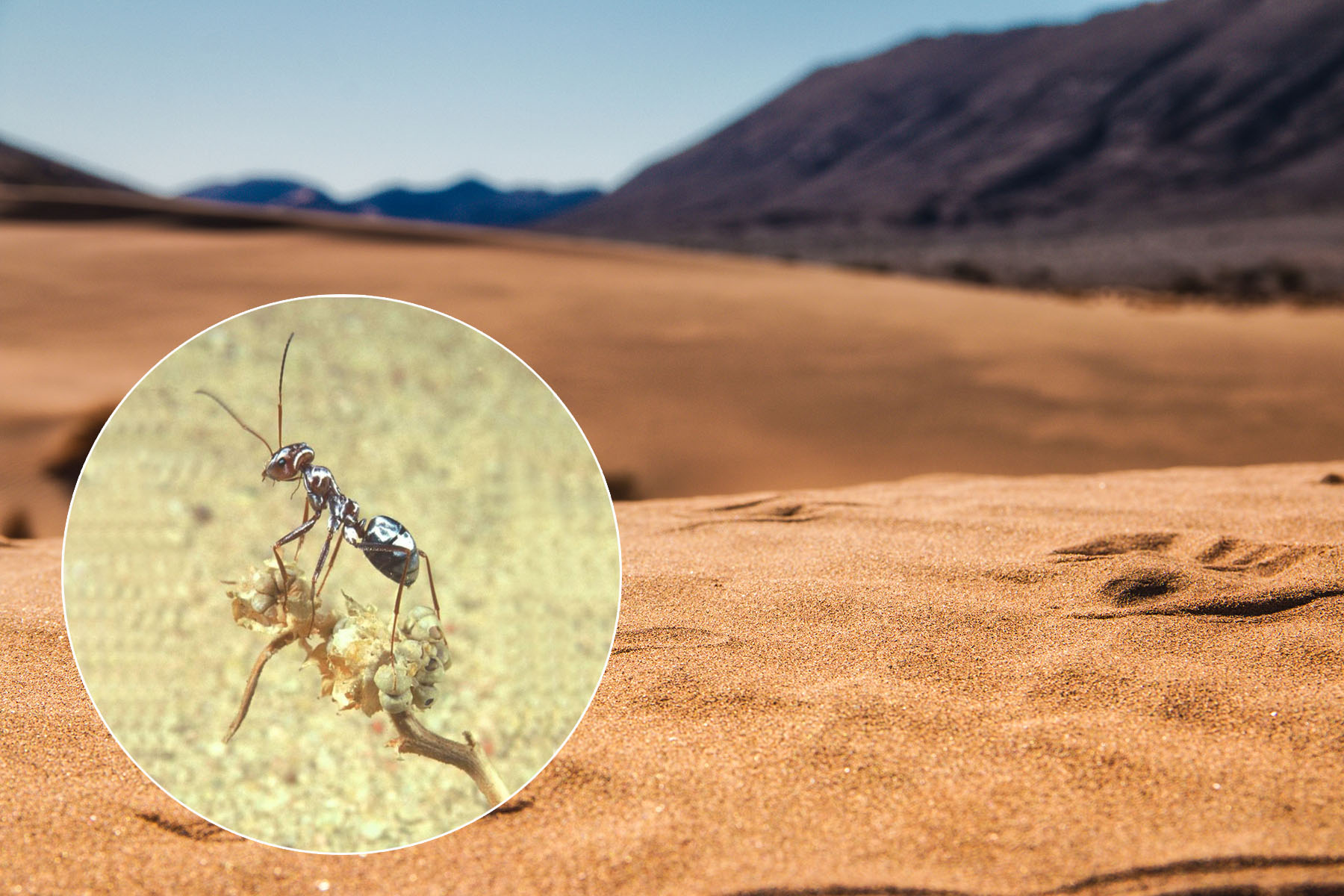 Mravenci na rozžhavené plotně: Jak přežít horoucí peklo Sahary 