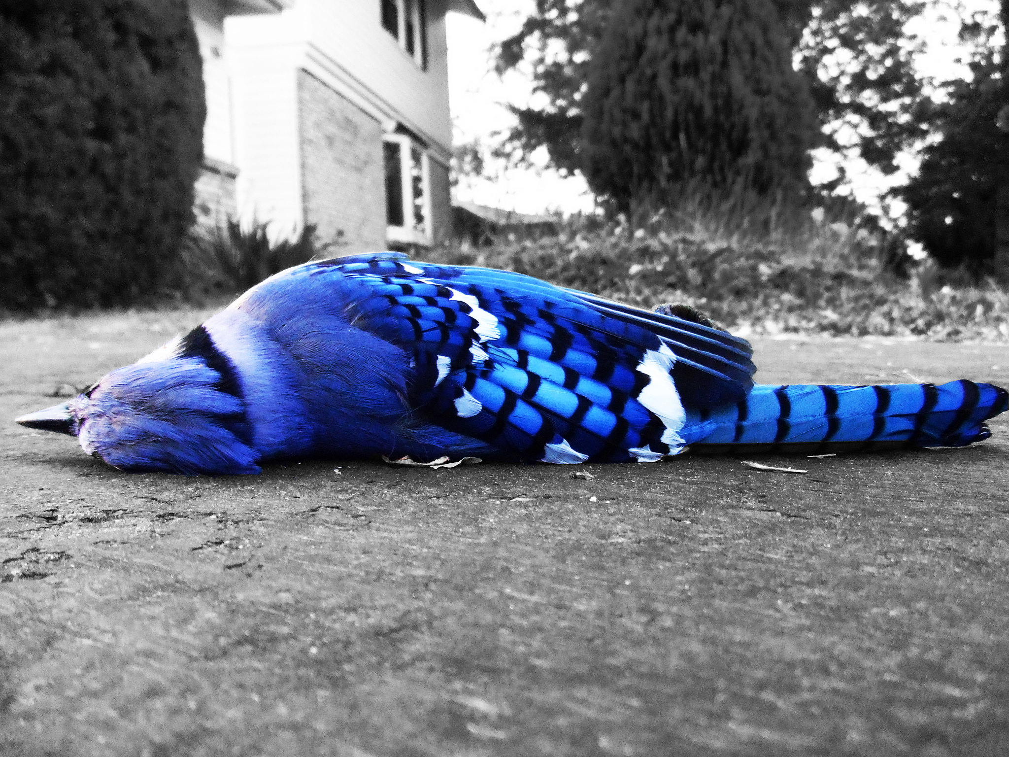 Синяя птица и енот. Сойка дохлы. Мертвая синяя птичка. Дохлая голубая Сойка.