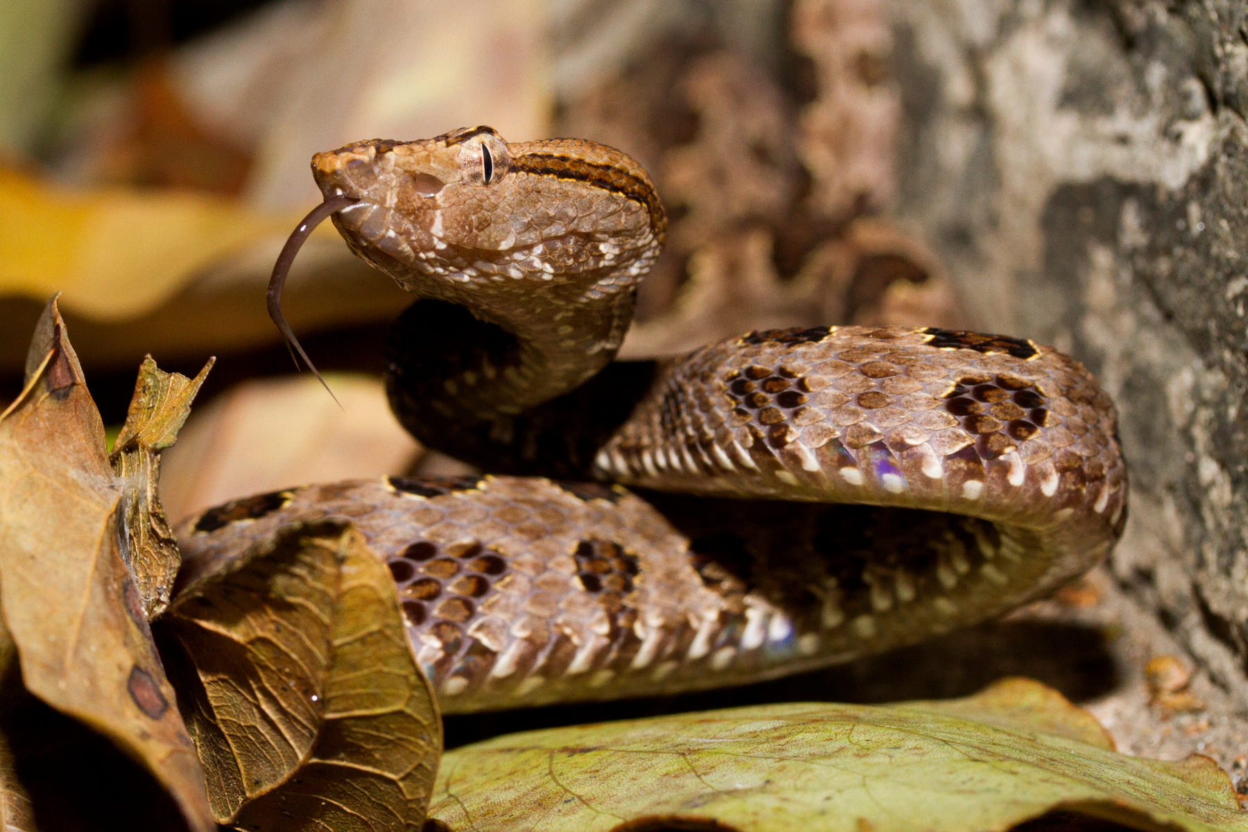 Budou lidé schopni produkovat jed podobně jako hadi? Podle vědců je to možné