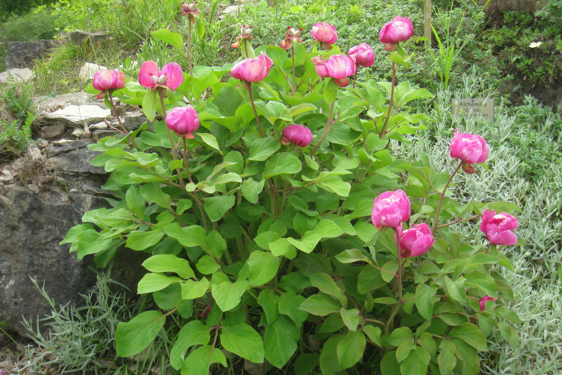 Otazníky kavkazských pivoněk: Trvalky, které moc „necestují“