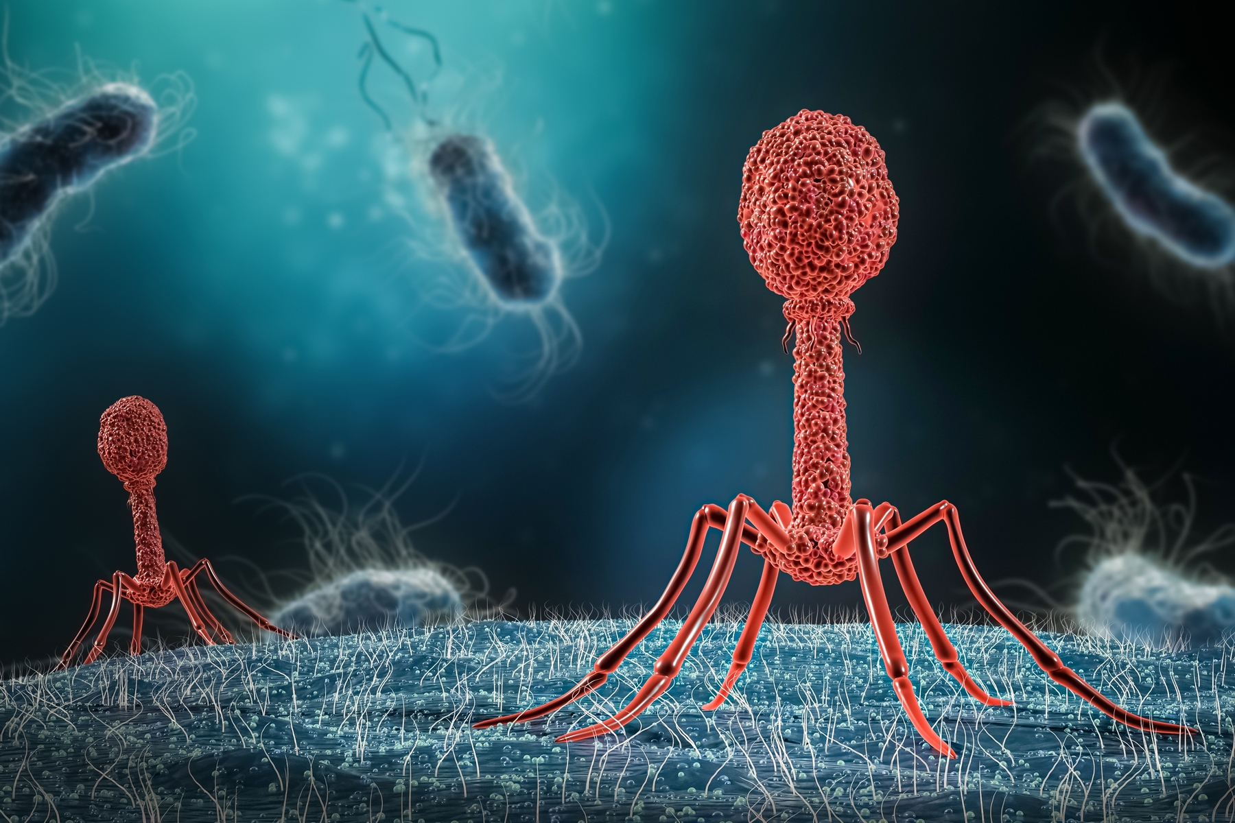 Vytrénovaný bakteriofág vyléčil rezistentní infekci oběti bruselského atentátu