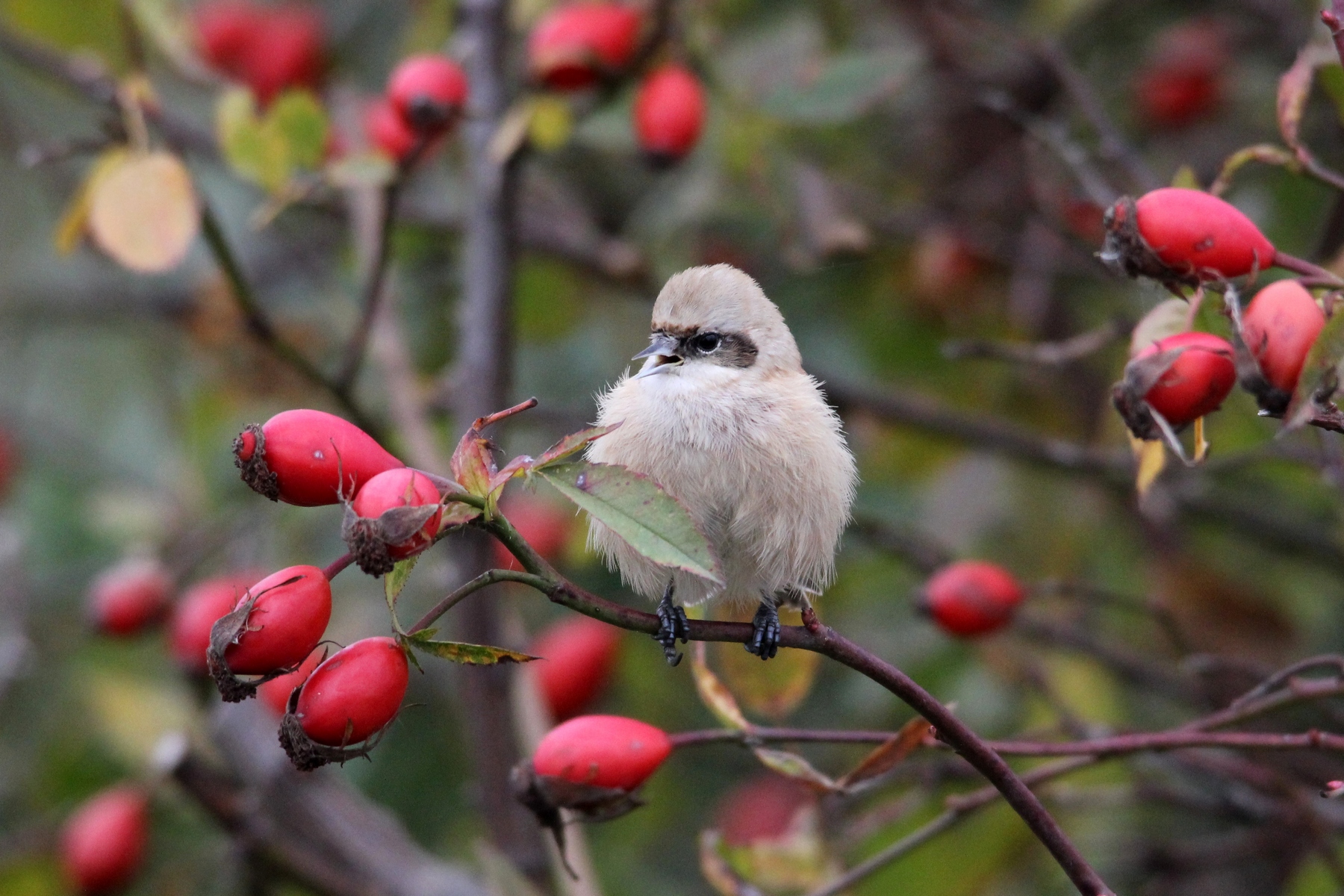 Moudivláček lužní: Stavitel mezi nebem a zemí