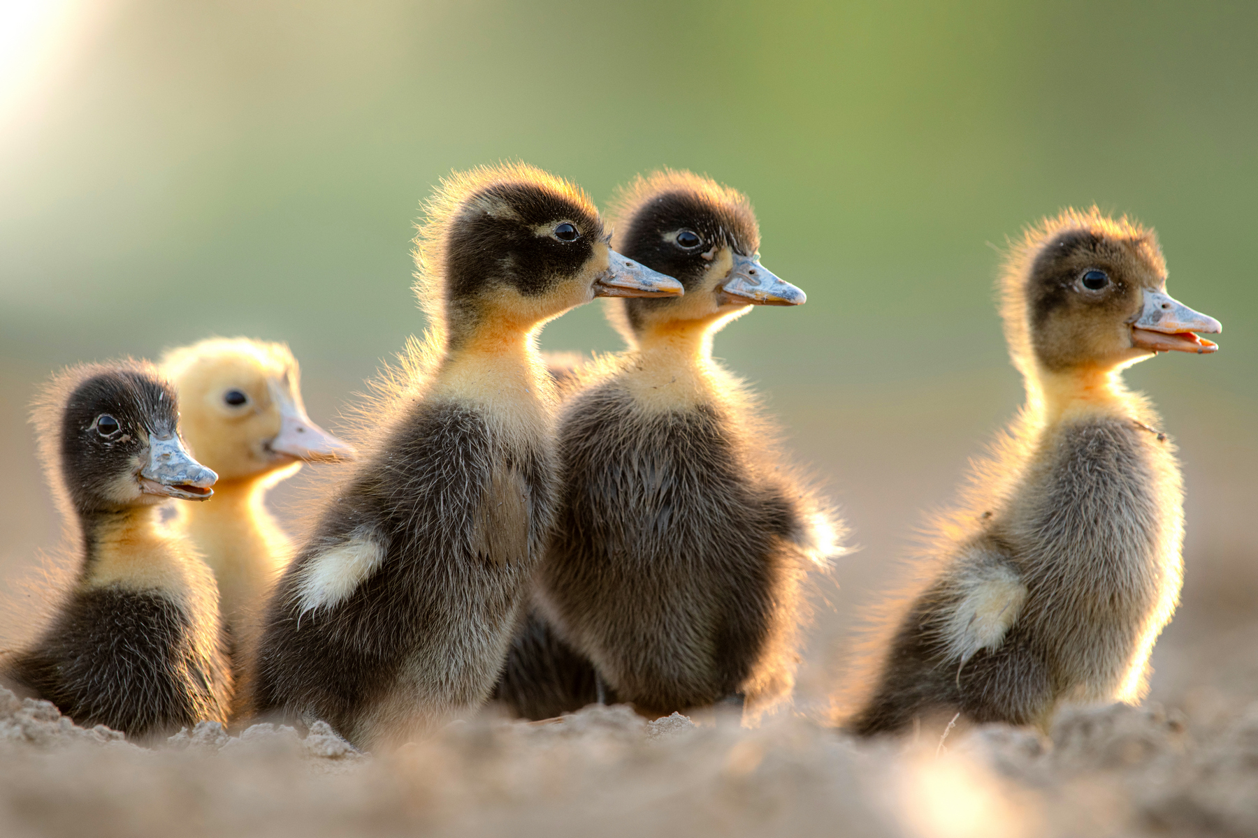 Proč většina mláďat přichází na svět na jaře?