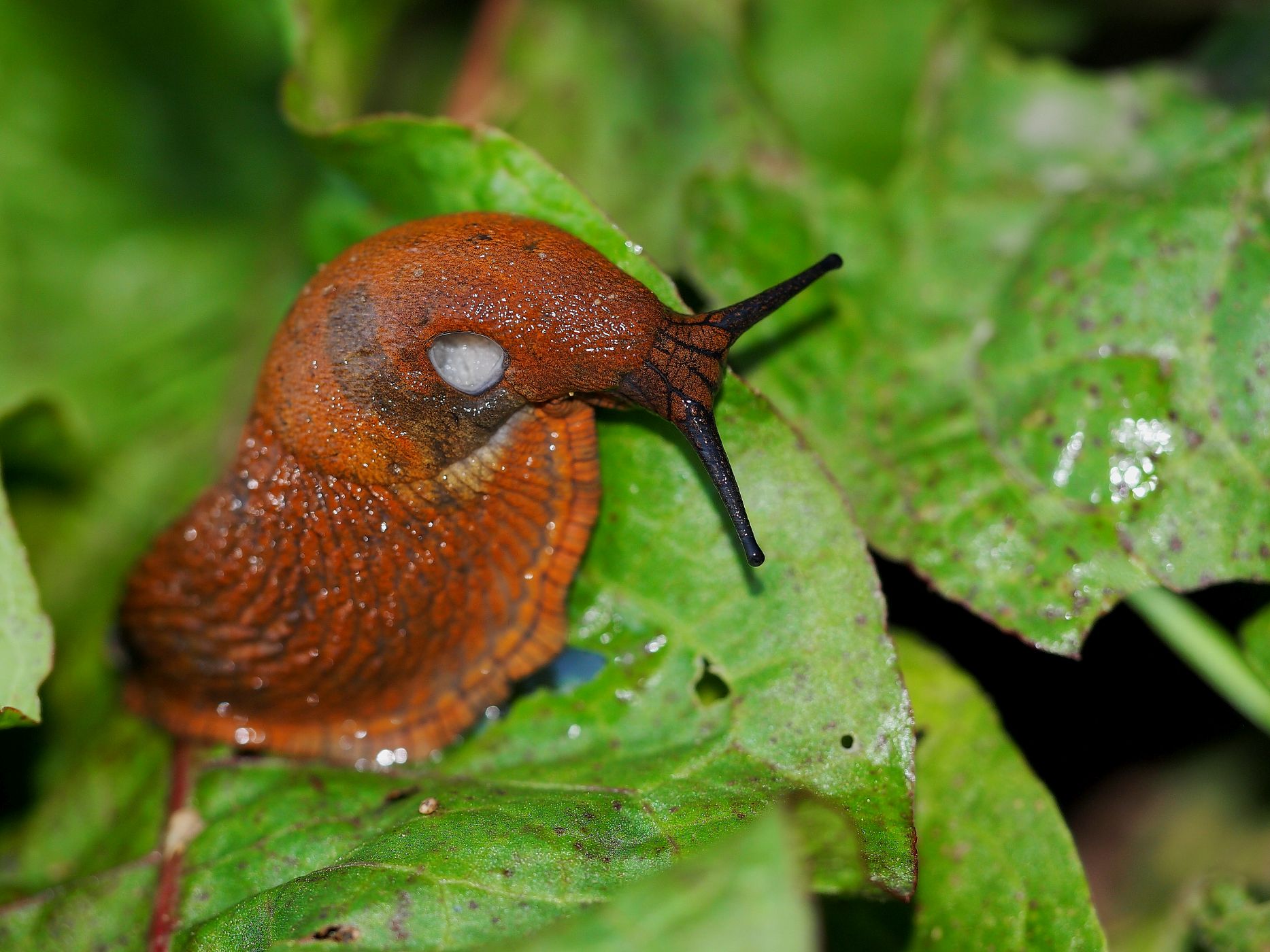 Plzák španělský: Nevítaný conquistador zeleninových záhonů