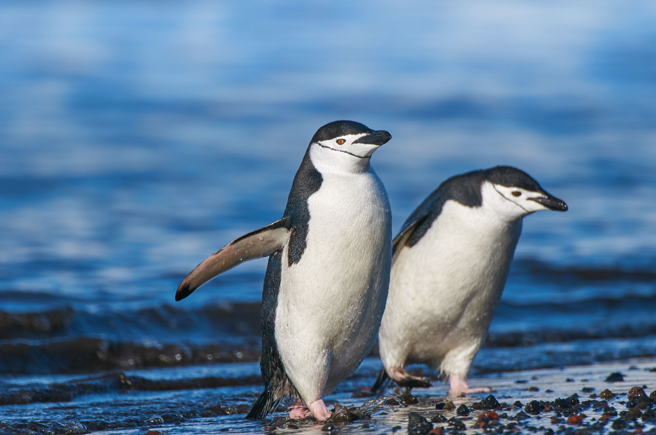 Tučňák uzdičkový: Otylý nemotora s horolezeckými ambicemi