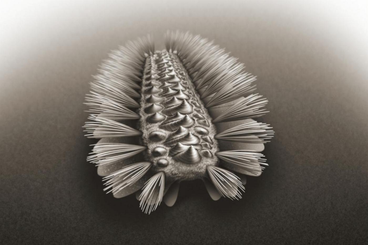 Obrněná Wufengella bengtsoni je dávným předkem řady mořských živočichů