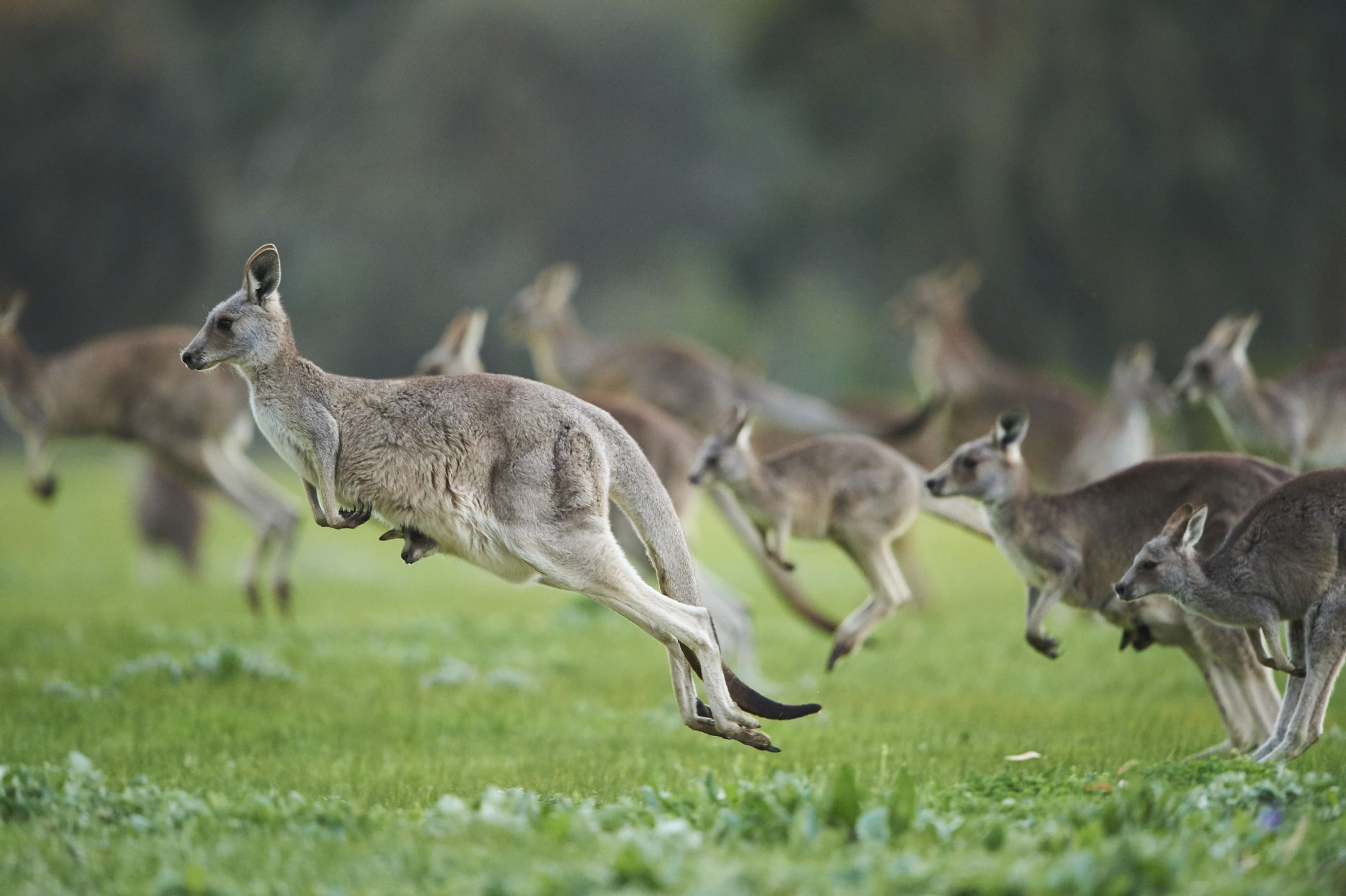 Překvapení v klokaních kapsách: Jak žije skákajícím symbolům Austrálie?