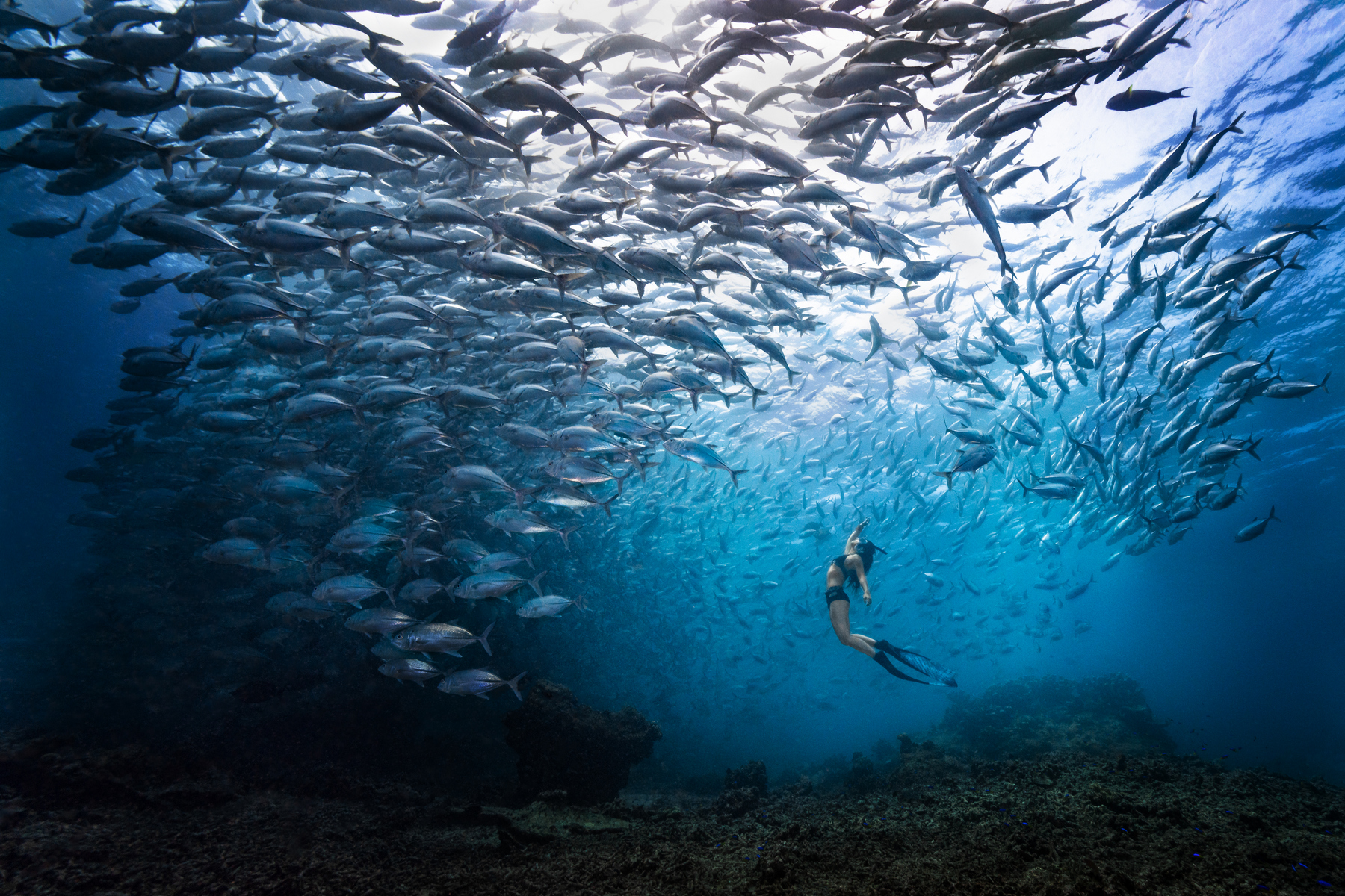 Zázraky pod hladinou: Nejlepší fotografie soutěže Ocean Photographer of the Year