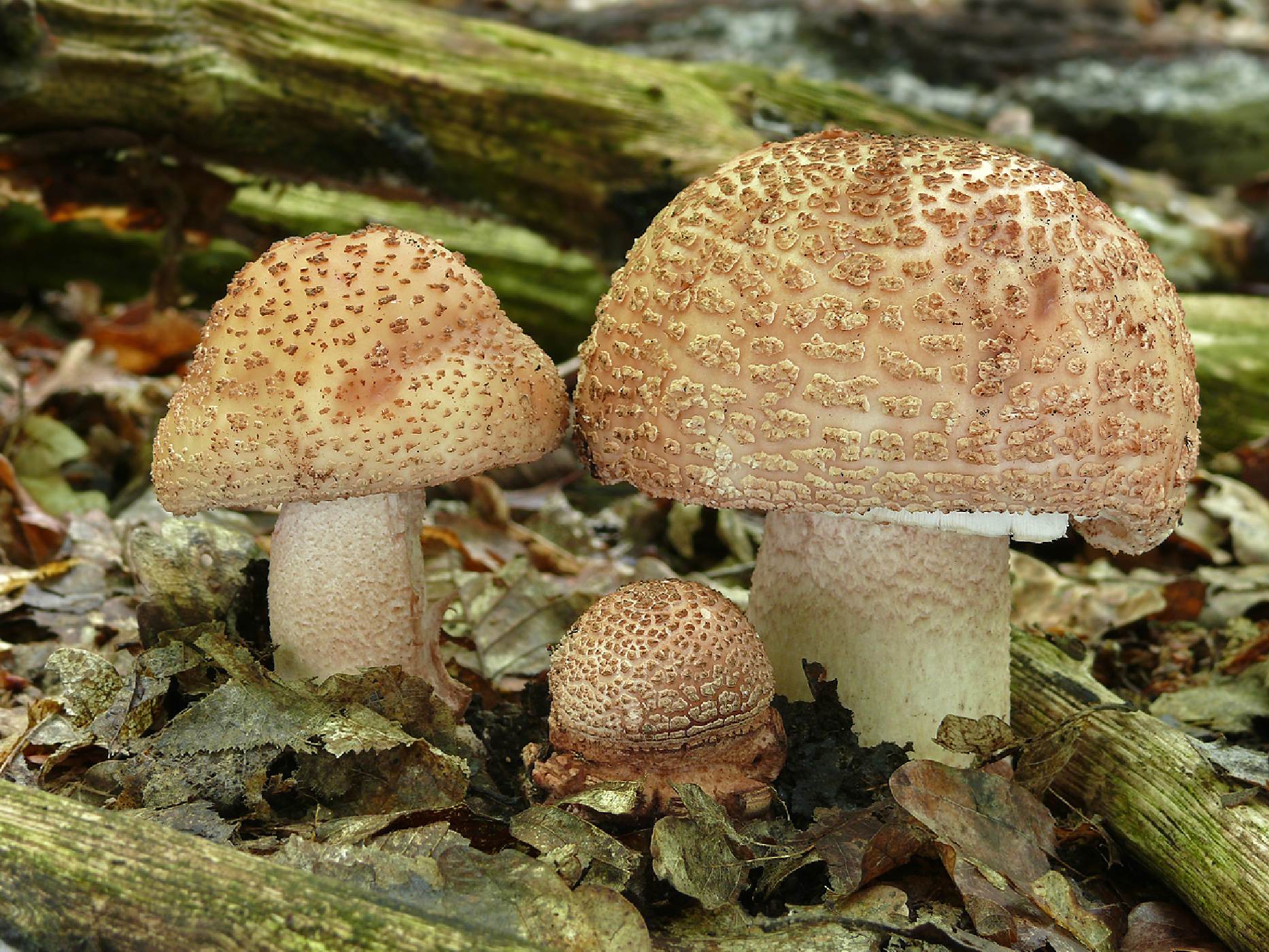 Мухомор Розовеющий Съедобный Фото