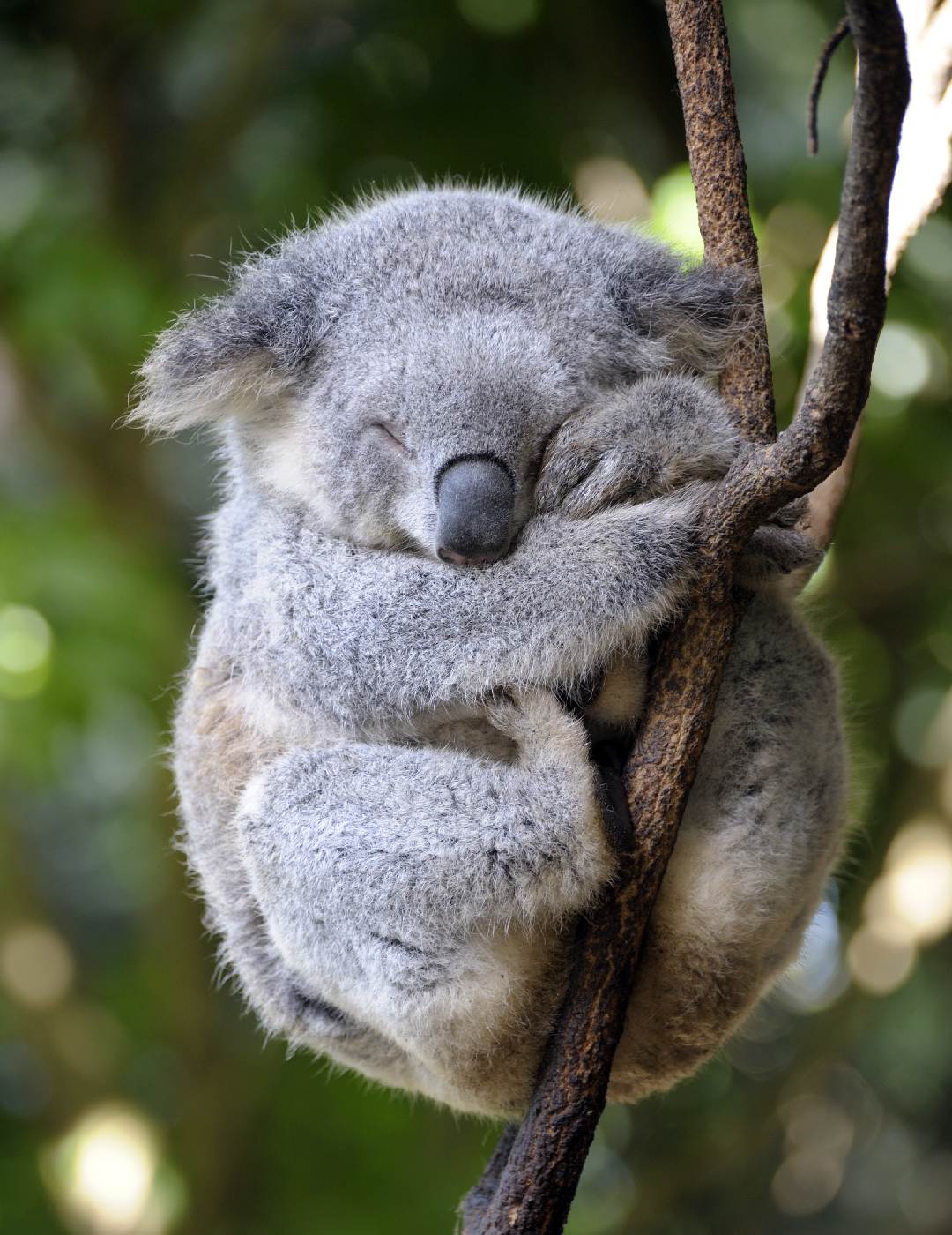 Park medvídků k pomazlení: Ohrožení australští spáči | 100+1 zahraniční
