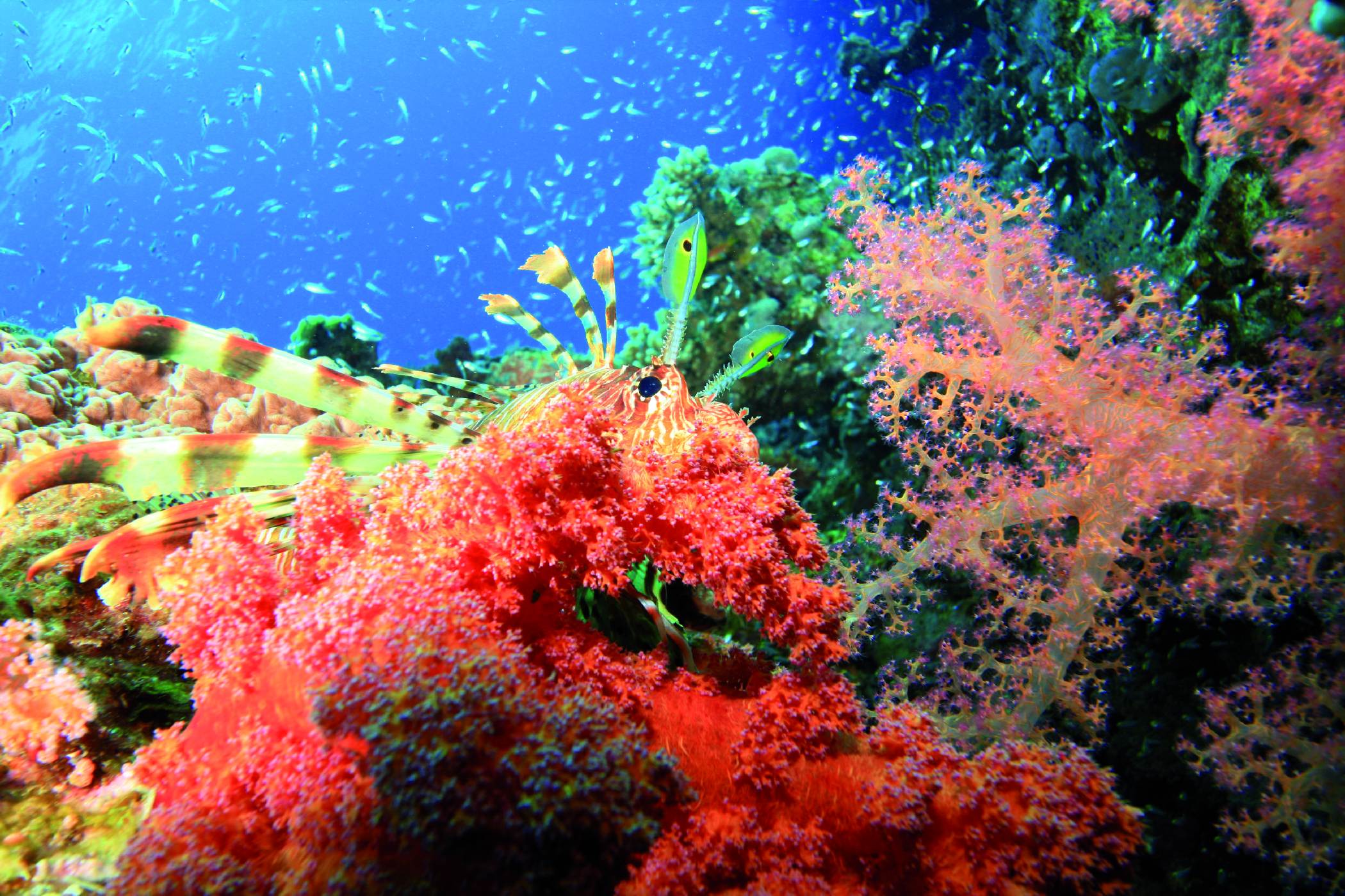 Jak Rostou Kor ly ivot V Podmo sk Zahrad 100 1 Zahrani n Zaj mavost jak-rostou-kor-ly-ivot-v-podmo-sk-zahrad-100-1-zahrani-n-zaj-mavost