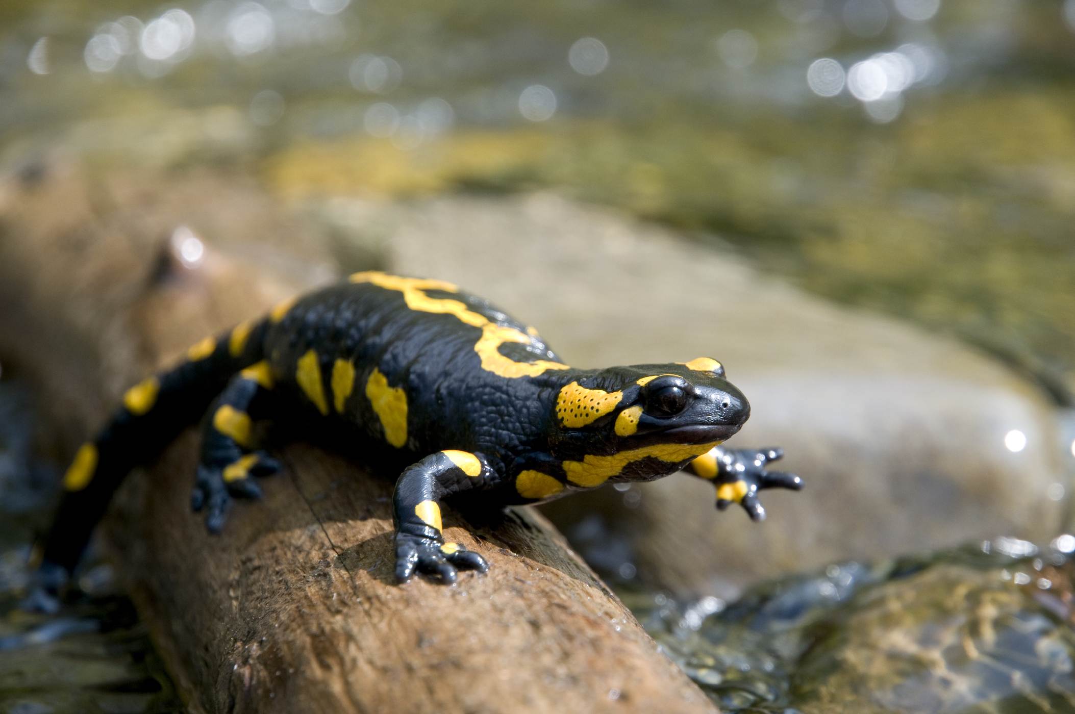 yellow-and-black-salamander-pictures-oral-sex-on-woman-photos