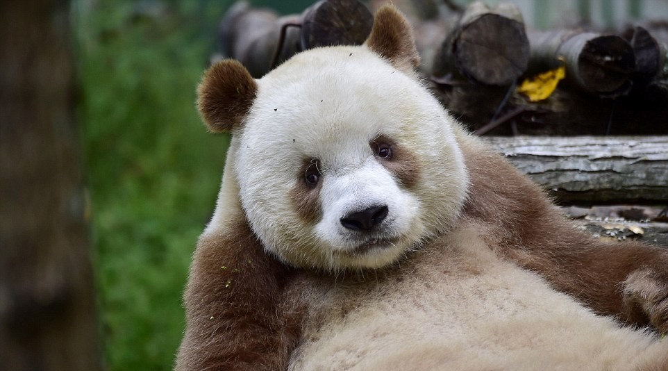 Z outsidera celebritou: Unikátní hnědá panda velká se má k světu | 100 ...