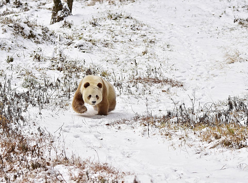 Z outsidera celebritou: Unikátní hnědá panda velká se má k světu | 100 ...