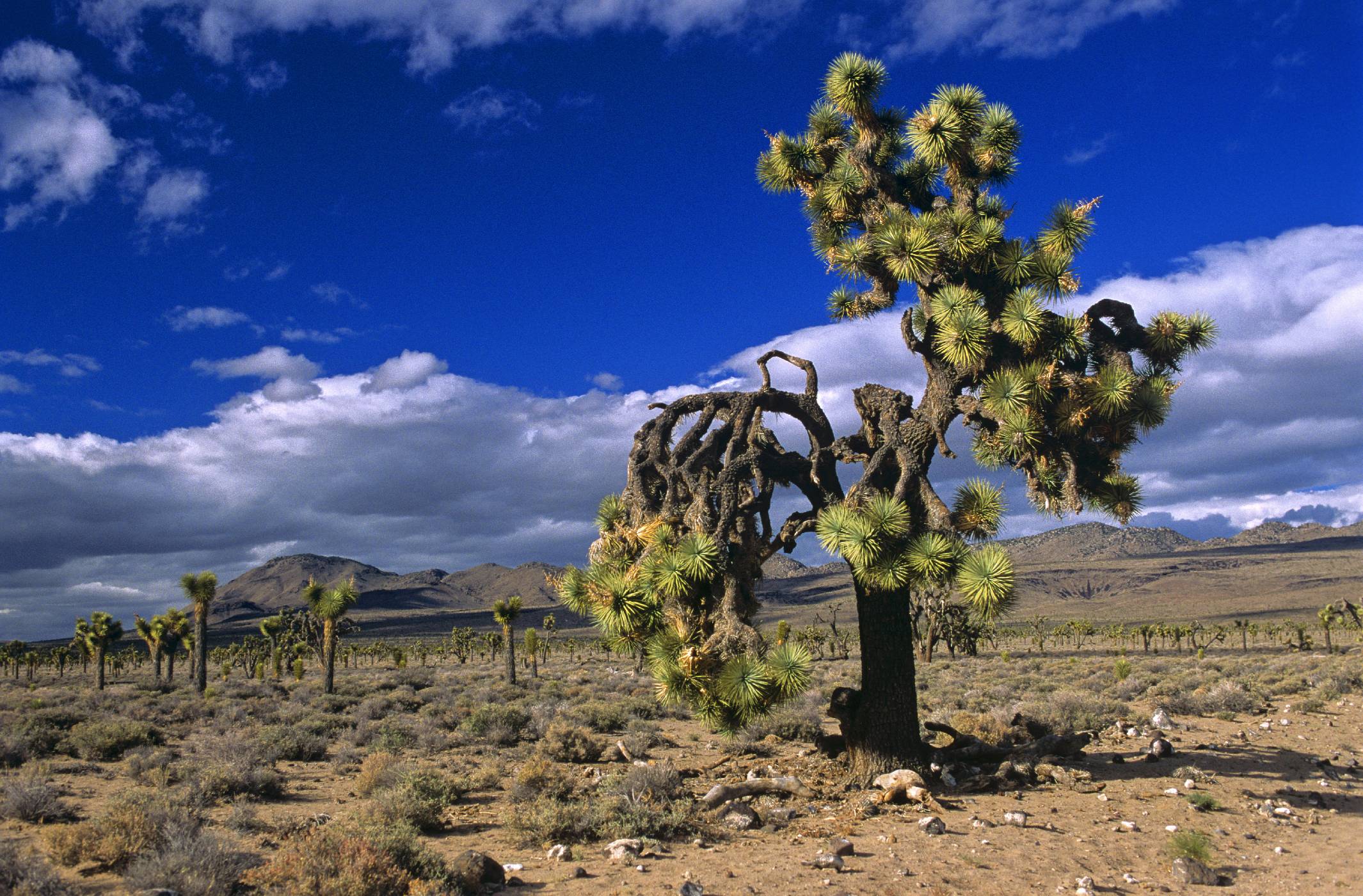 Pustiny Severní Ameriky: Čtyři druhy pouště | 100+1 zahraniční zajímavost