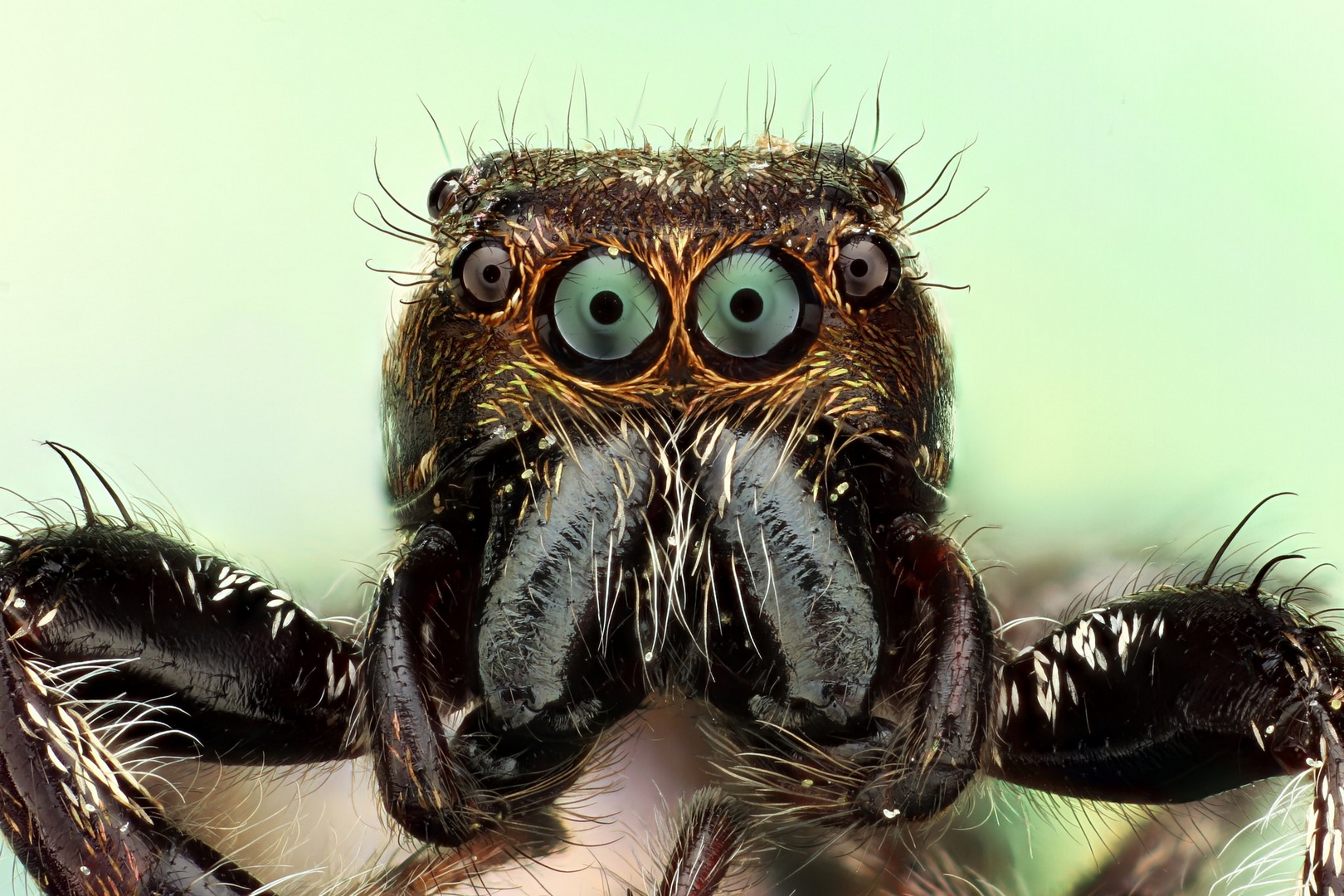 Z očí do očí Nechte se hypnotizovat pohledem pavouků 100+1