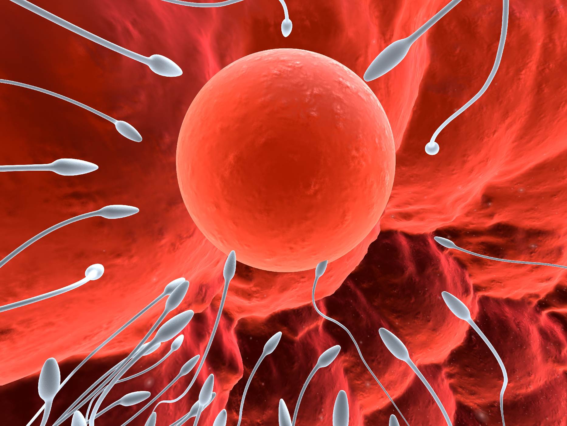 Nature子刊：人类卵子和受精卵中母源mRNA的降解规律及其与发育潜能的相关性 学术资讯 - 科技工作者之家