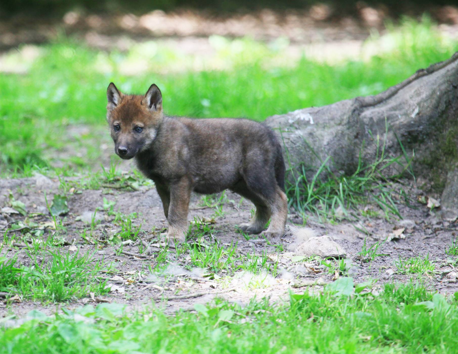 Pastevci proti vlkům Potomky římské vlčice čekají nejisté časy 100+1