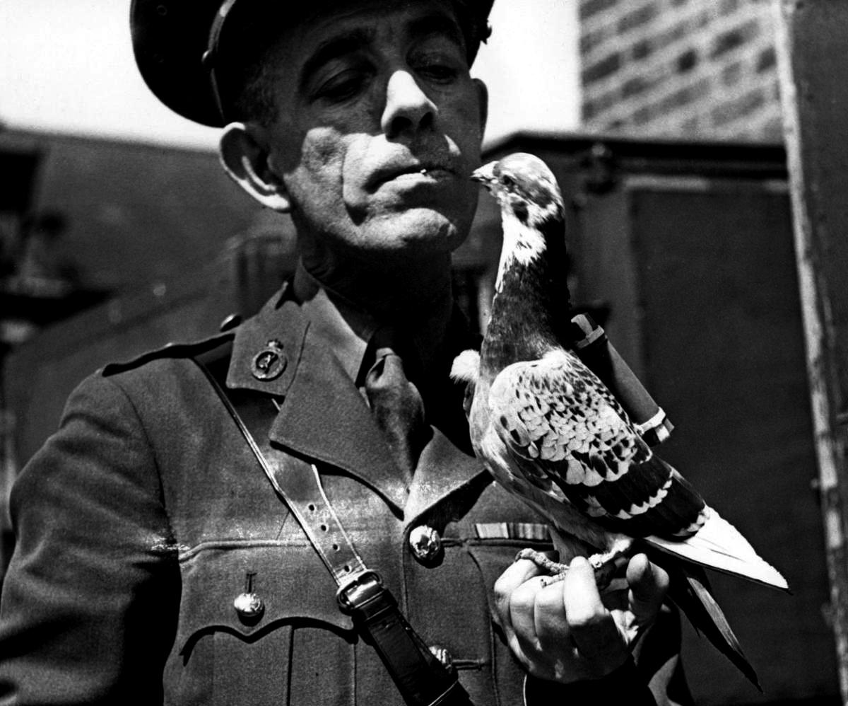 cher ami and major whittlesey a novel cher ami and major whittlesey a novel