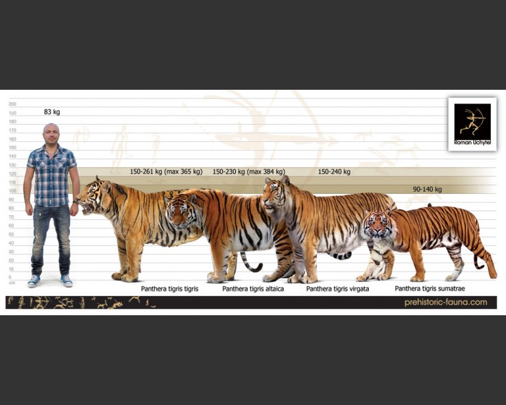 Tvorove Ne Davne Minulosti Podari Se Nam Ozivit Vyhubeneho Tygra Kaspickeho 100 1 Zahranicni Zajimavost In tyger tyger, dylan plays a drug addict and he started filming several months after he came home from china where he was working out every single day. tvorove ne davne minulosti podari se