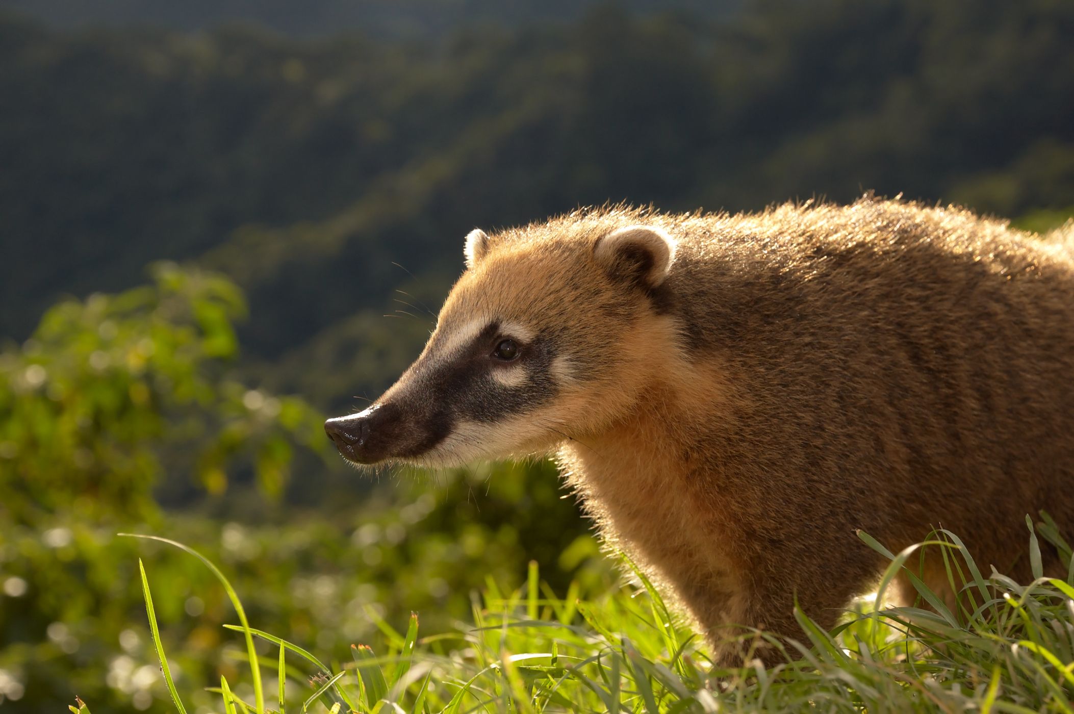 Vsudybyl Nosal Cerveny Pinocchio Jihoamerickych Lesu 100 1 Zahranicni Zajimavost