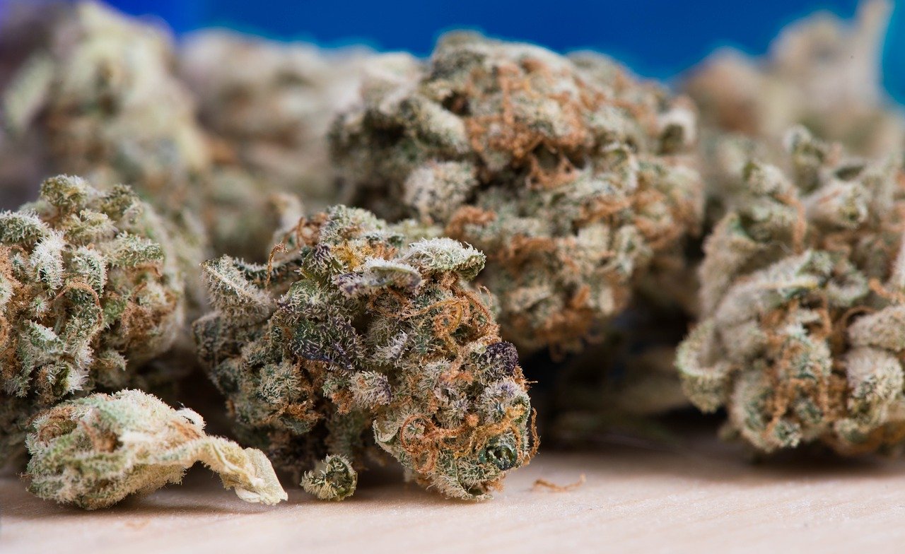 Až příliš účinná: Lékařská marihuana je často silnější, než je nezbytně nutné | 100+1 zahraniční zajímavost