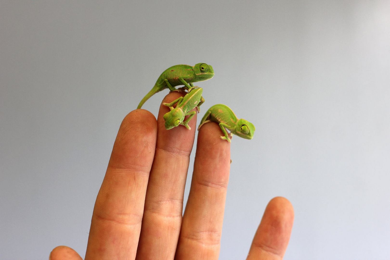 Miniaturní chameleoni z australské zoo | 100+1 zahraniční zajímavost