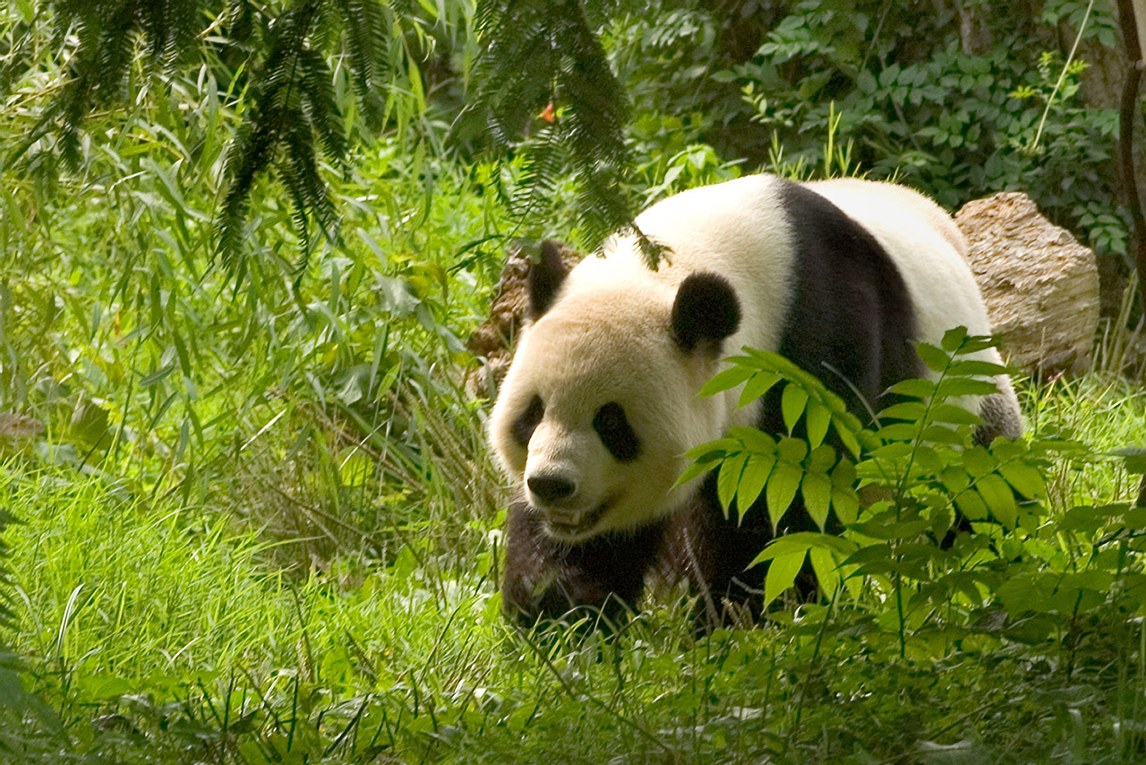 Panda Velka Wallpaper
