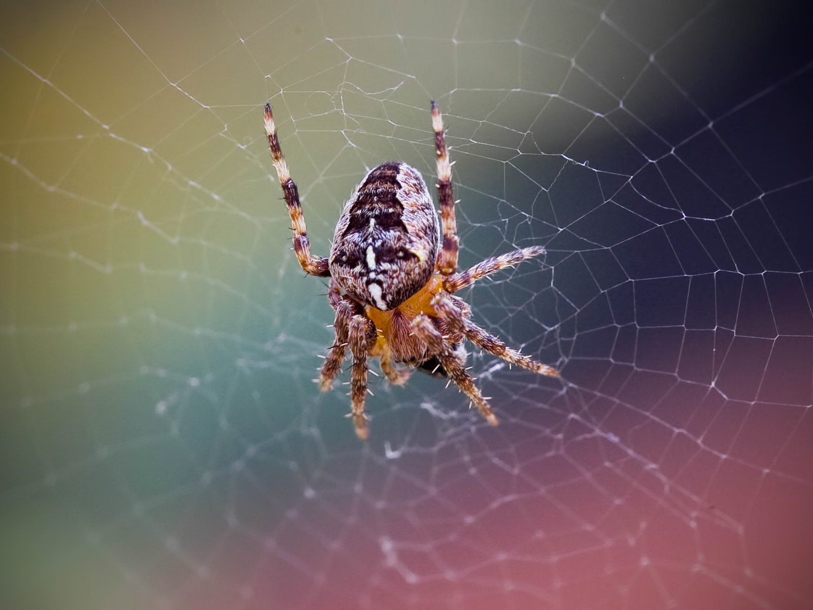 podivné obrázky z webu zemědělec datování Austrálie