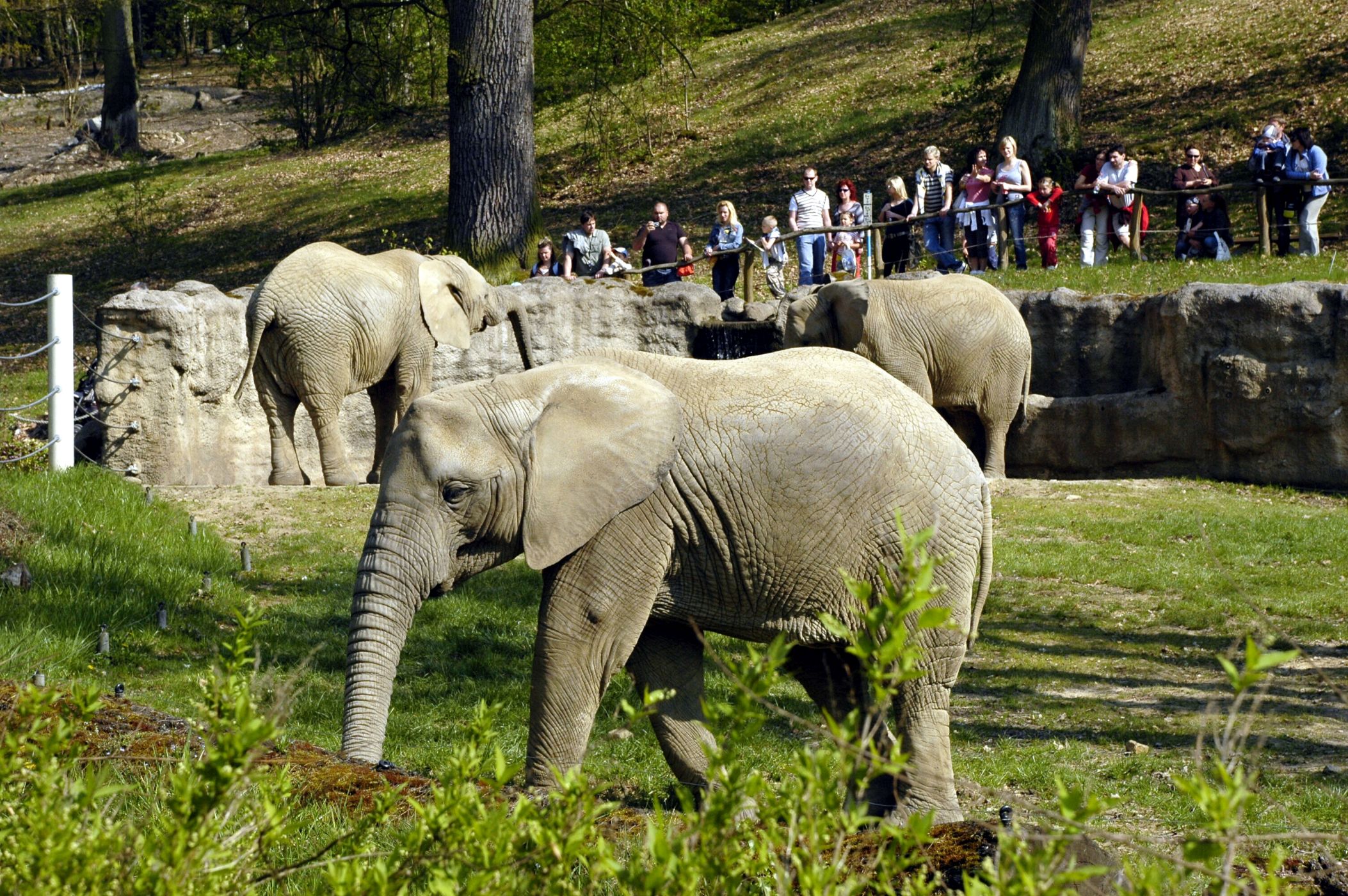 Sloni v Zoo Zlín