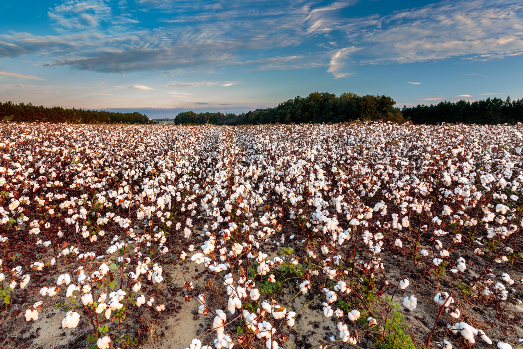 Deep South S otrokářskou pověstí 100+1 zahraniční zajímavost