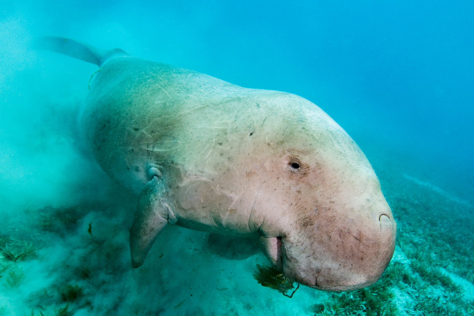 <p>V Nové Kaledonii žije pouze devět druhů savců. Patří k nim i dugong neboli „mořská kráva“.</p>