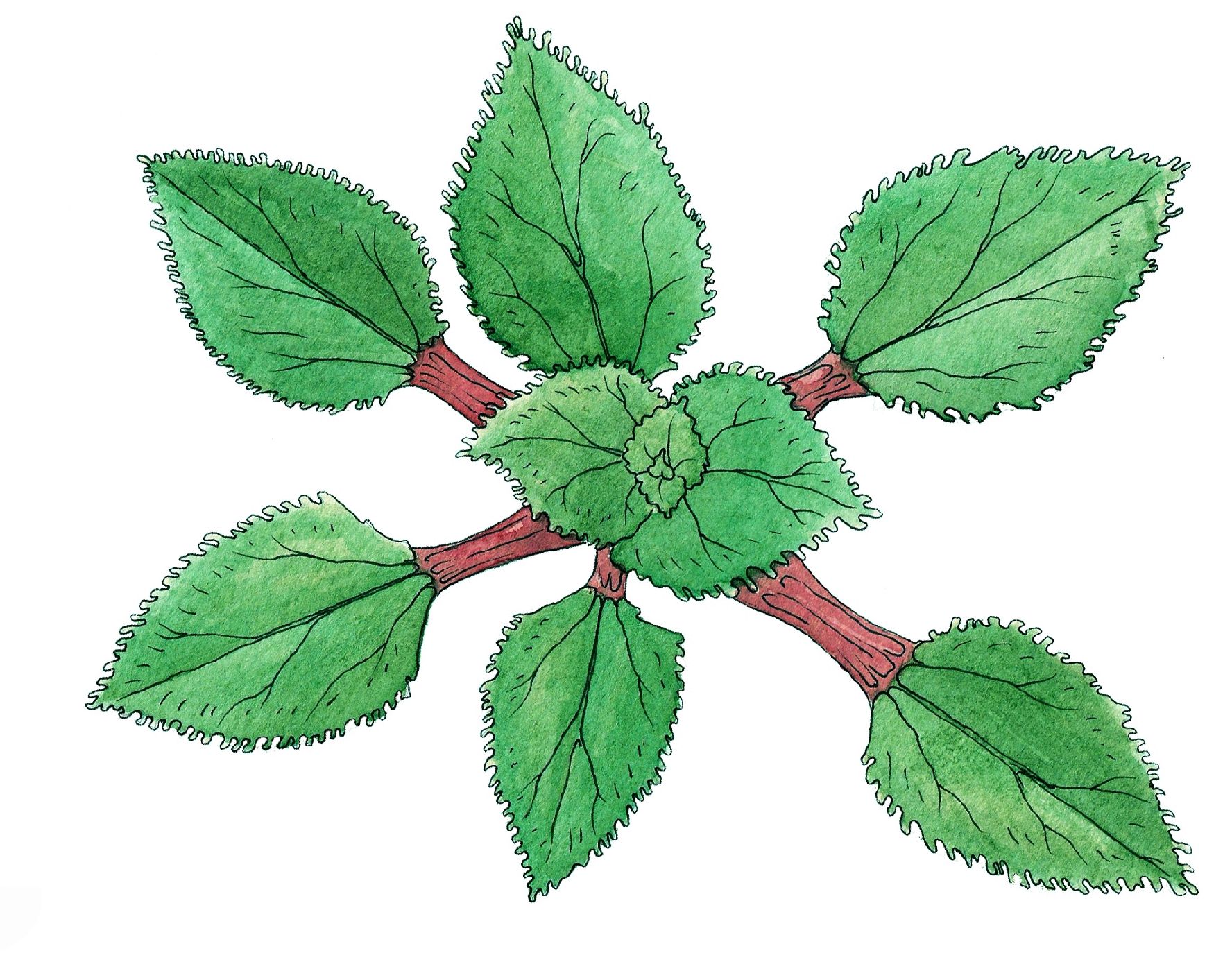 Gunnera hamiltonii - Listy jsou velké kolem 1,5 cm, šedohnědě či bronzově zbarvené. Květenství rostliny je drobné a jejím plodem jsou červené peckovice