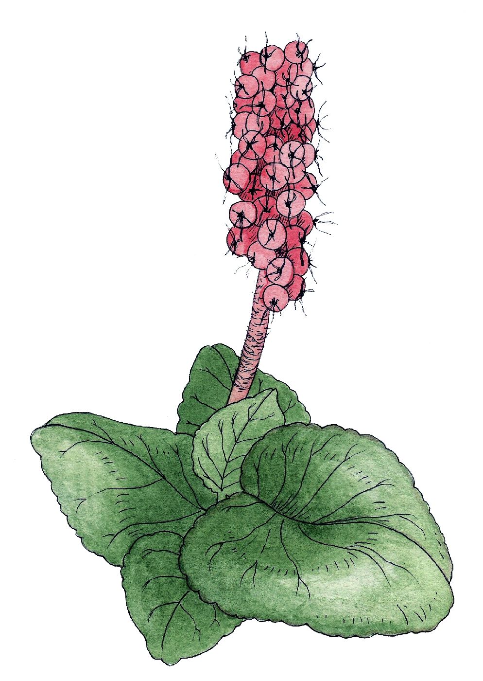 Gunnera prorepens - Květy jsou, jako u ostatních druhů, drobné, s redukovanými lístky. Červené, vzácně žluté drobné peckovice jsou jedlé a prý chutnají jako jahody