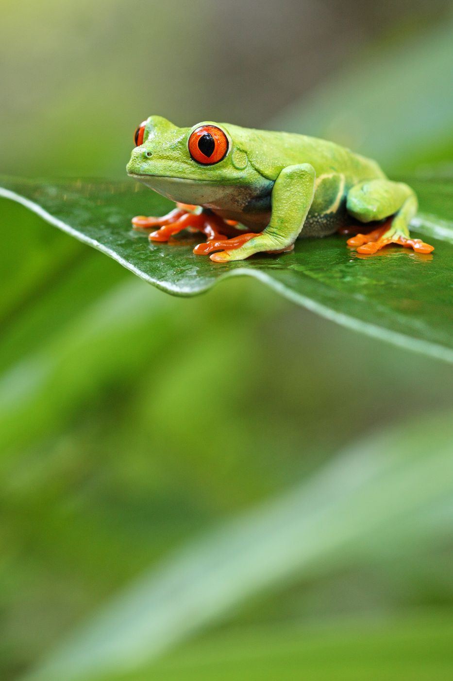 Listovnice červenooká -<p>Listovnice červenooká (Agalychnis callidryas) je žabka z deštných pralesů Jižní Ameriky. Nejčastěji se pohybuje ve větvích stromů a keřů. Podobně jako i další druhy tropických žab, je aktivita této krásky největší především v noci, kdy hledají potravu v podobě různých cvrčků, much a kobylek. Přes den splývají s prostředím</p>