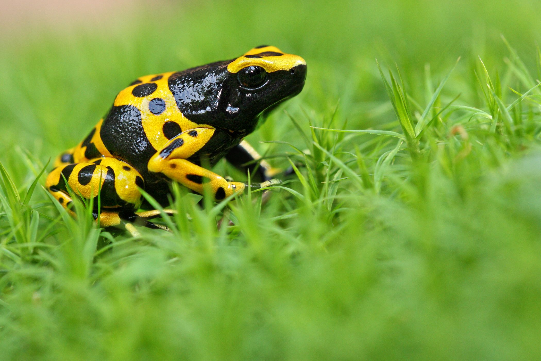 Pralesnička harlekýn -<p>Pralesnička harlekýn (Dendrobates leucomelas) je pestře zbarvená žabka z rodu Dendrobates. Samičky dorůstají velikosti pouze 3–4 cm, samečci jsou ještě drobnější. Vyskytuje se v tropických deštných lesech Jižní Ameriky. Patří mezi zemní druhy, ale v případě potřeby dokáže obratně šplhat</p>