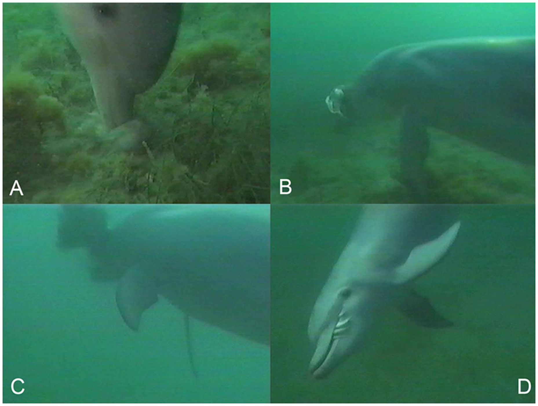 <p>Delfíni druhu <em>Tursiops aduncus</em> si důmyslně upravují sépie vějířovité (<em>Sepia apama</em>). Delfín sépii nejprve přišpendlí nosem ke dnu a tlakem zabije (a). Následně mrtvého hlavonožce zvedne ze dna, pomačká úlovek v tlamě (b) a následně jej důkladně vymáchá od inkoustovité tekutiny (c). Teprve pak si na úlovku pochutná (c).</p>