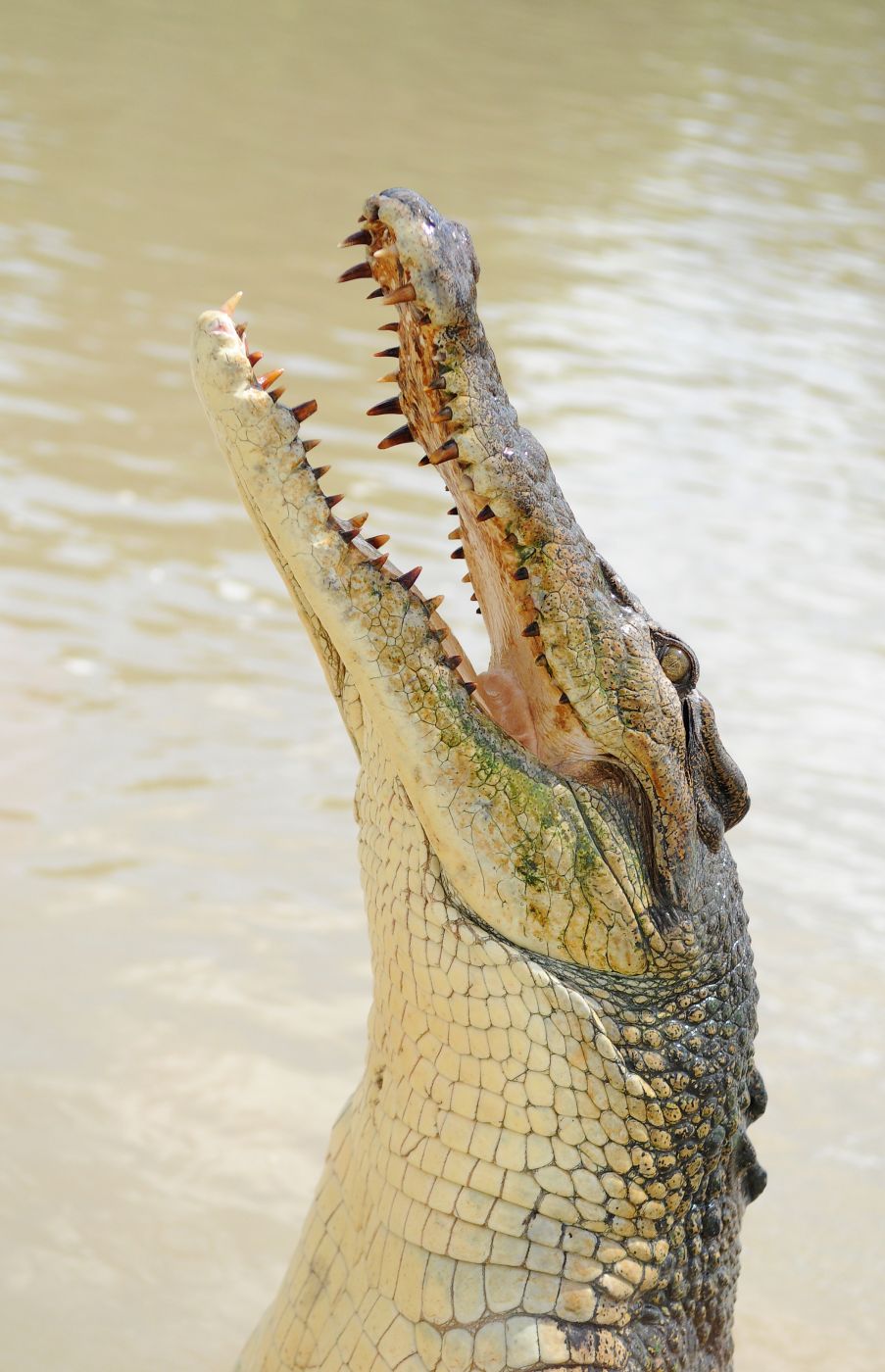 <p>Krokodýl mořský <em>(Crocodylus porosus)</em> snadno rozdrtí lebku velkého buvola, k čemuž mu pomáhá skvěle vyvinuté čelistní svalstvo.</p>