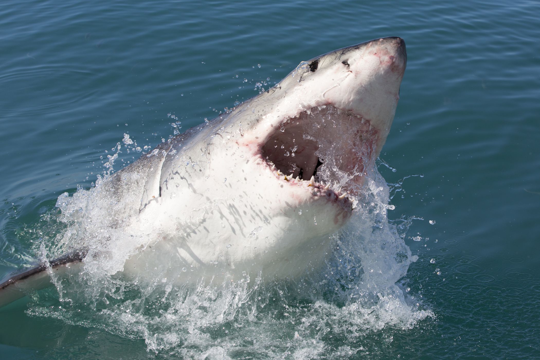 <p>Nikdo přesně nezná sílu stisku čelistí žraloka lidožravého <em>(Carcharodon carcharias)</em>. Jisté je, že patří k nejsilnějším v rámci celé současné živočišné říše.</p>