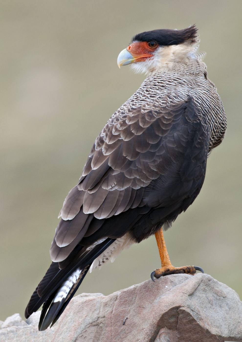 nahé cirls