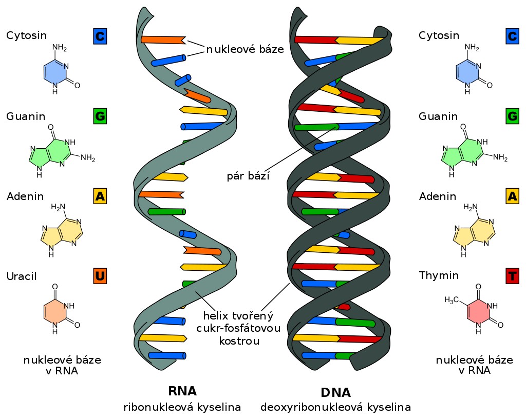 <p>Rozdíl ve struktuře RNA a DNA.</p>