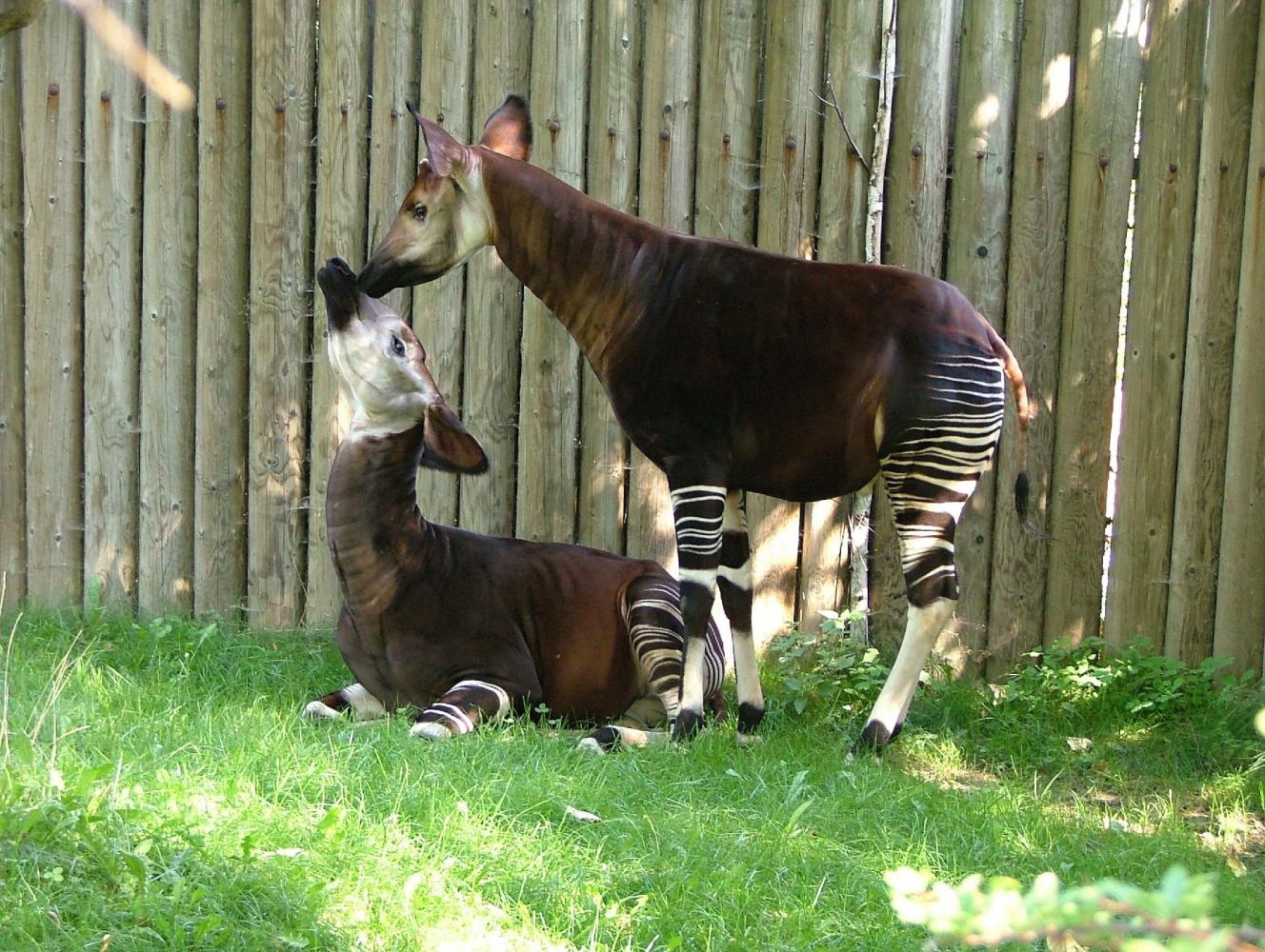 <p>Okapi, příbuzná žirafy, se stala symbolem kryptozoologie a důkazem, že ještě ve 20. století je možné objevit tak velkého neznámého tvora.</p>