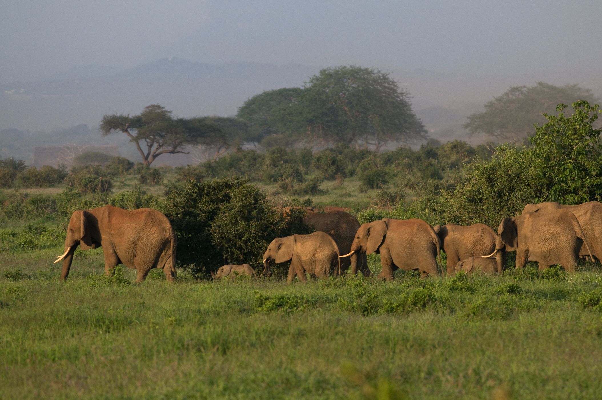 <p>Stádo slonů časně ráno v zelení zdobeném Tsavo West.</p>