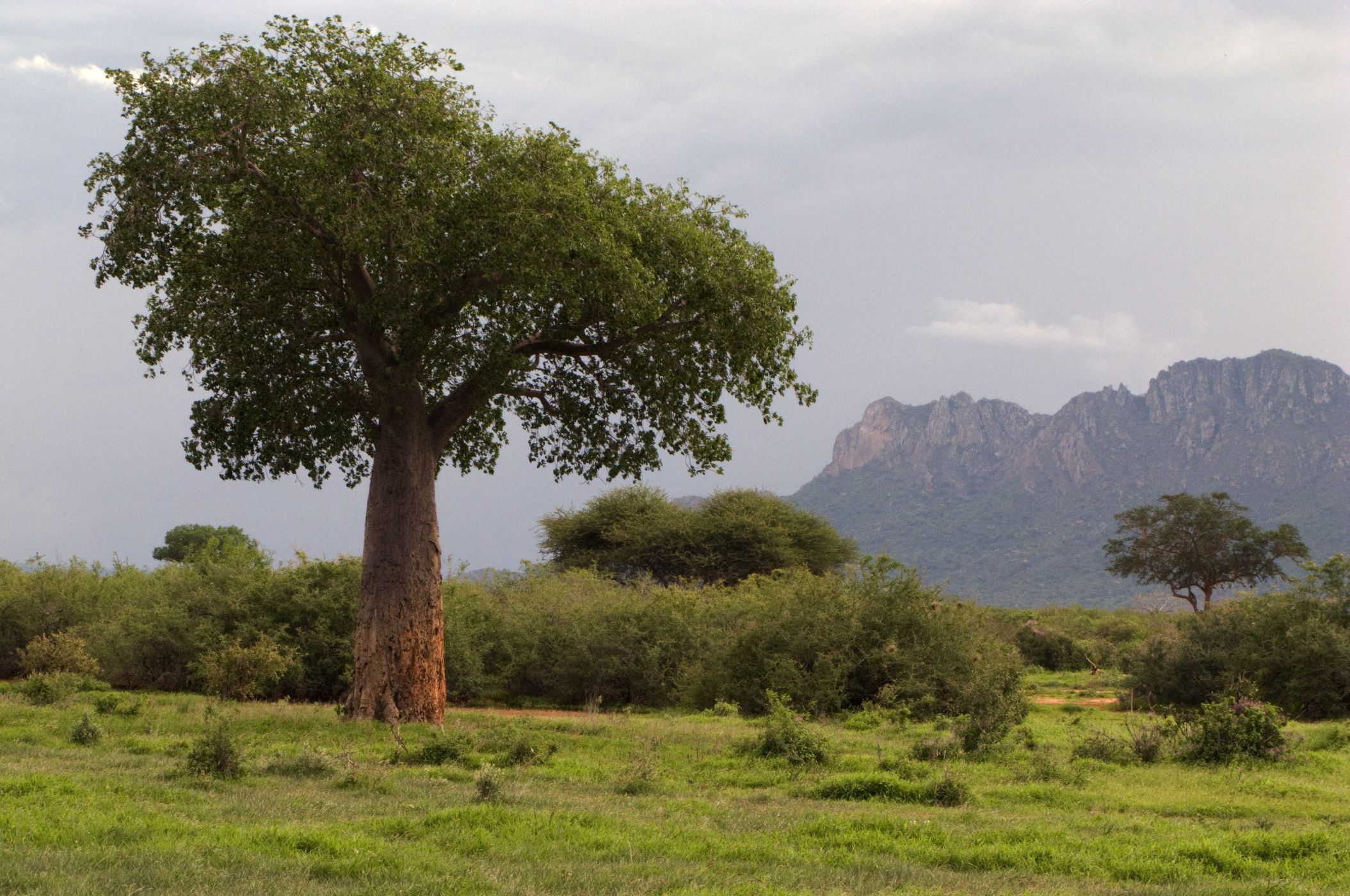 <p>Mohutný baobab v Tsavo West.</p>
