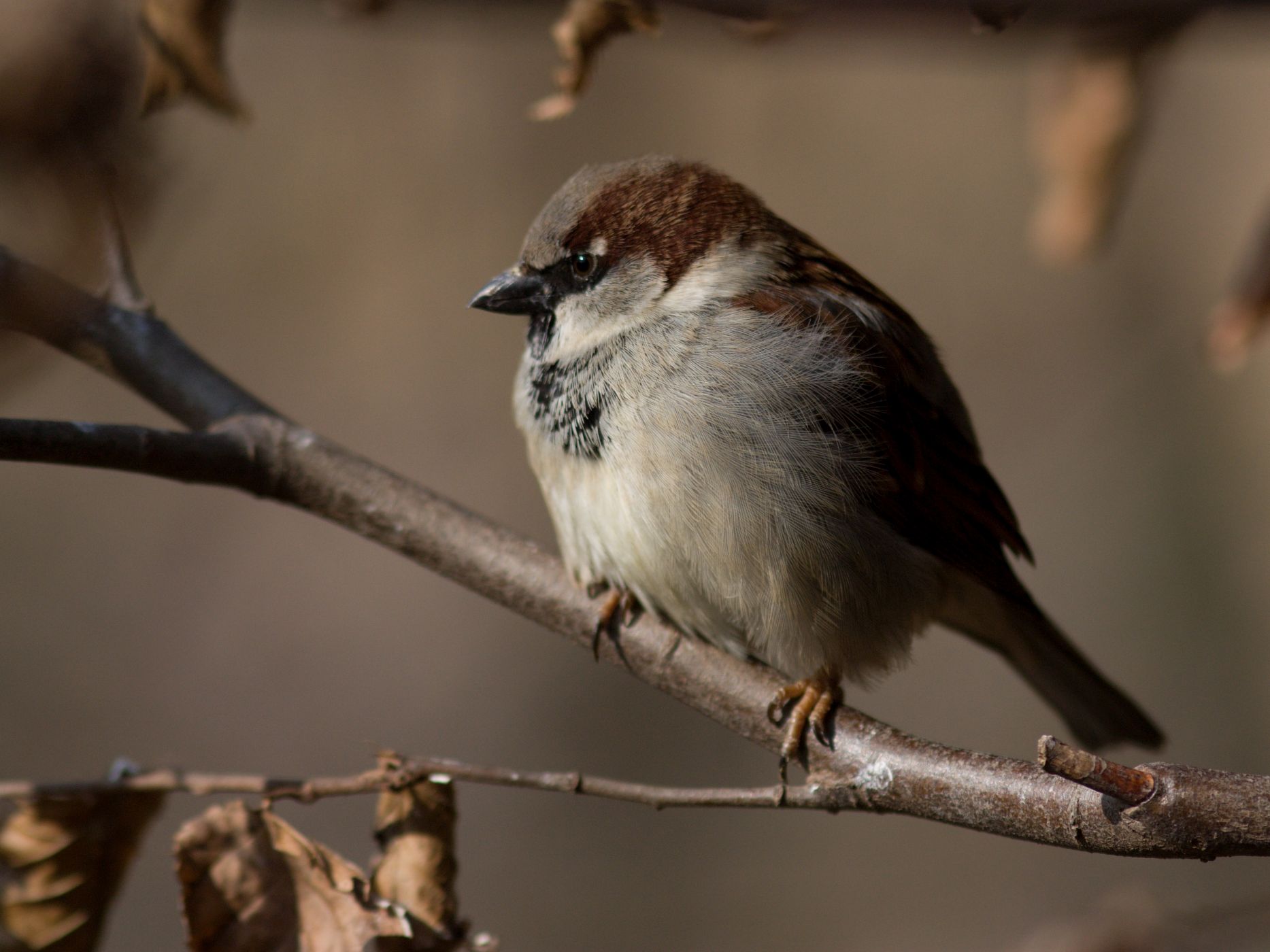 <p>Vrabec domácí <em>(Passer domesticus, na snímku samec)</em> je často považován za nejpočetnějšího ptáka, což je dnes ovšem daleko od pravdy.</p>