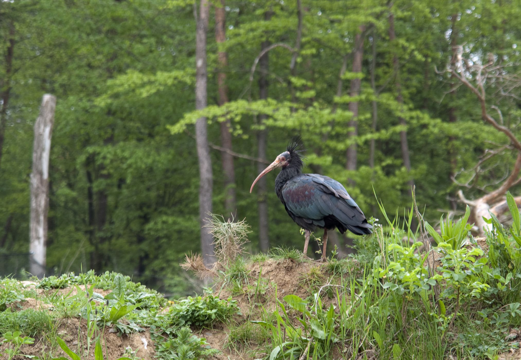 <p>Ibis skalní dnes přežívá jen v několika lokalitách severní Afriky a snad také v Sýrii.</p>